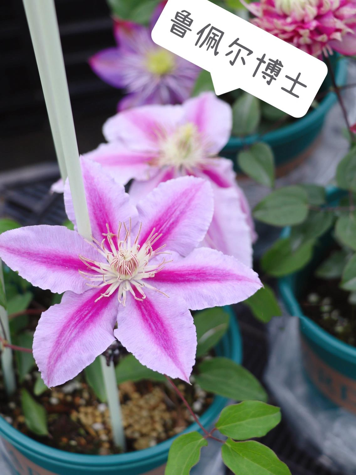 听说这几款铁线莲适合广东种植