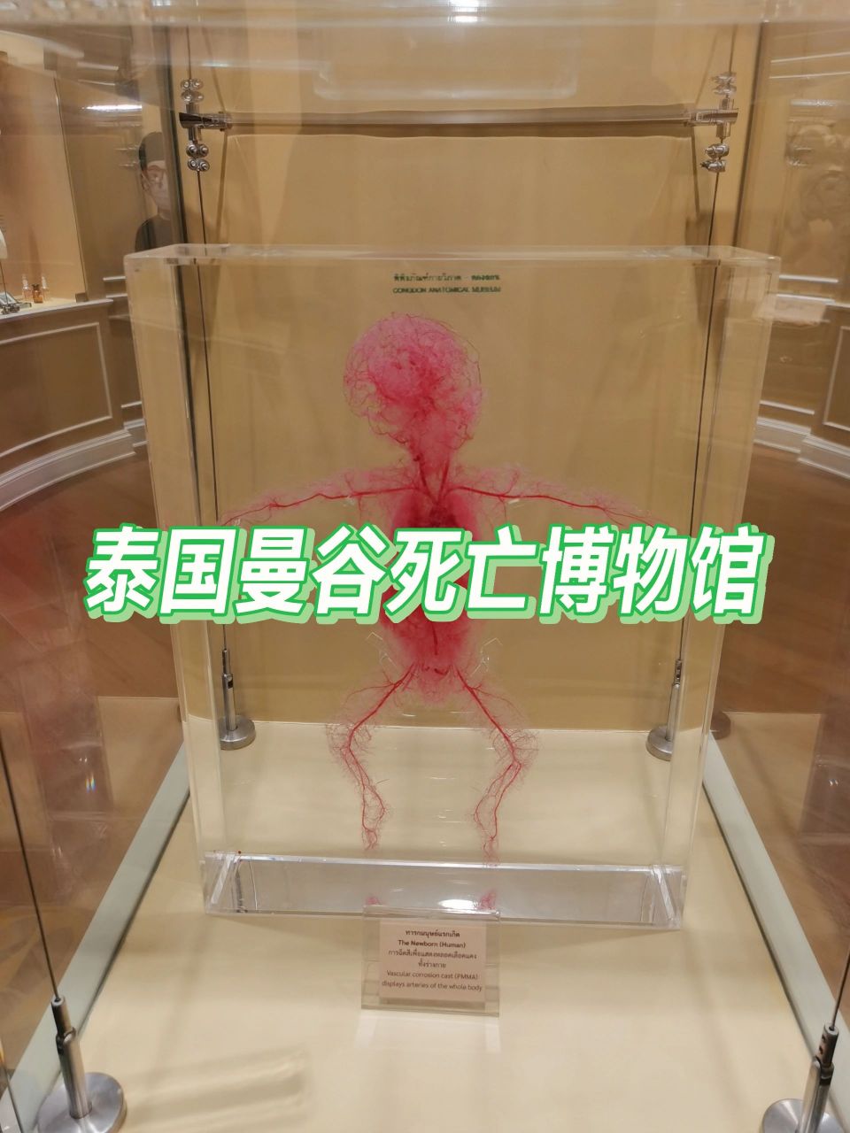 曼谷死亡博物馆 这个景点是在一个学校的医学院里.