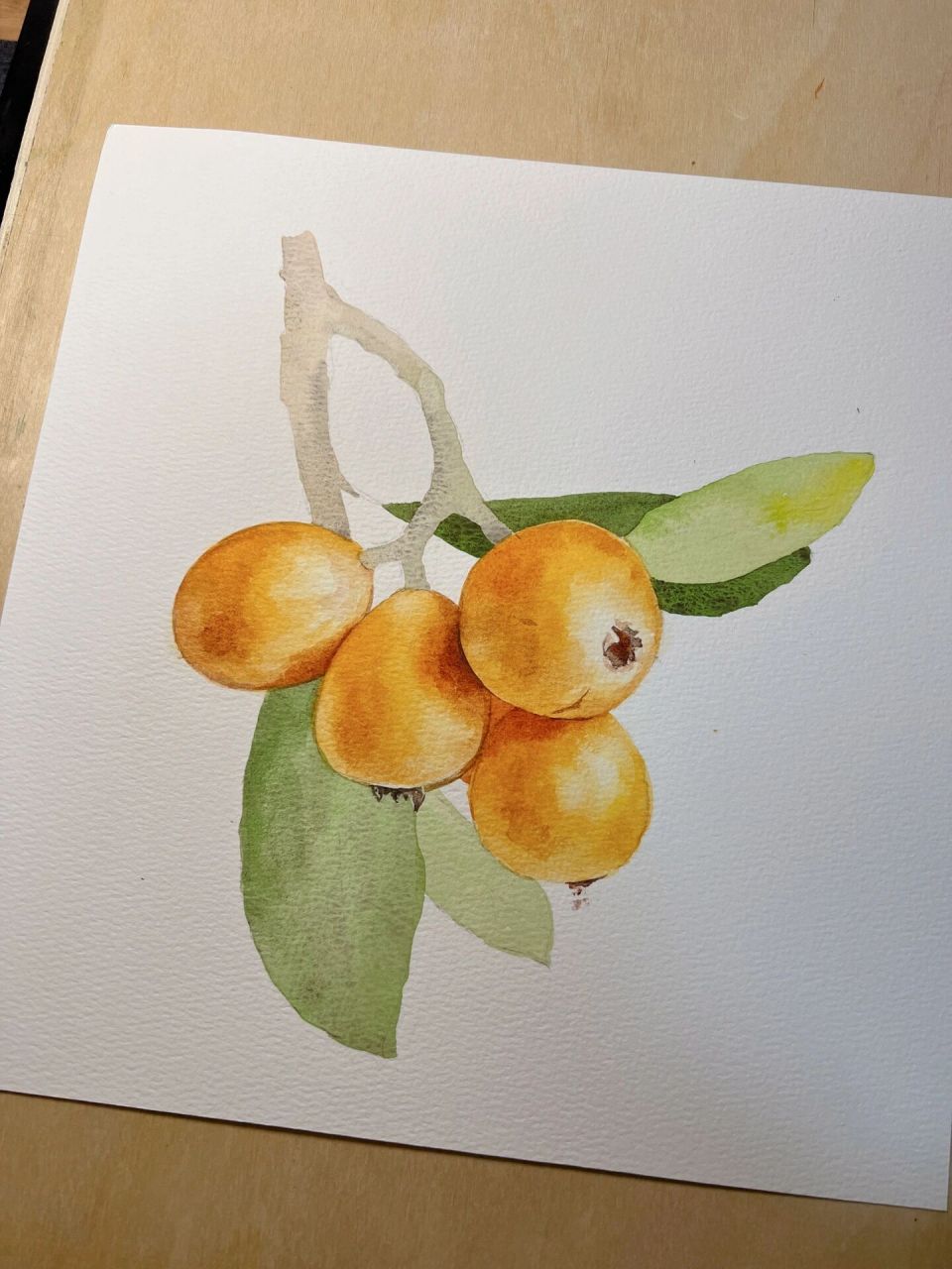 水彩静物写生练习·一枝枇杷 又到可以吃枇杷的季节啦,一首小时候看过