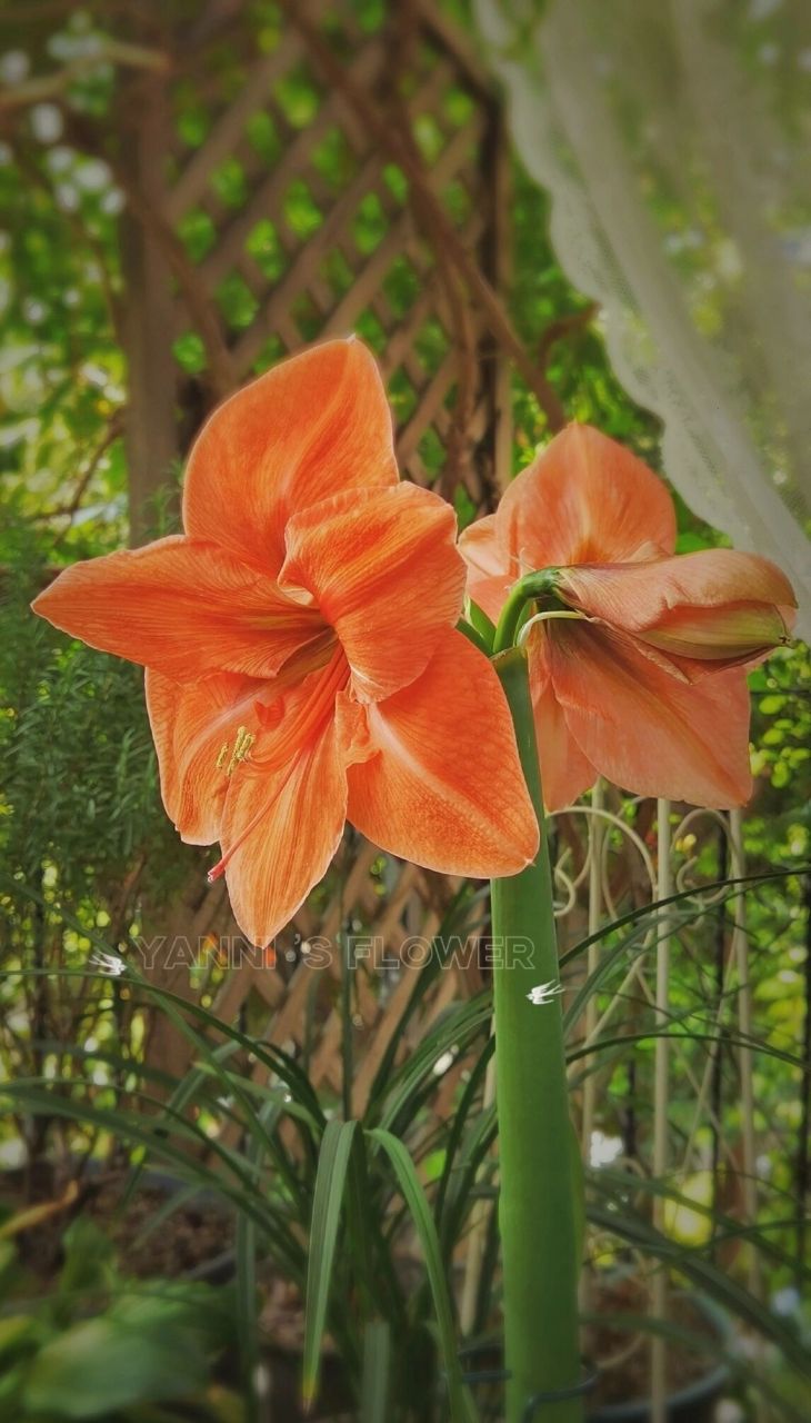 朱顶红雷诺娜明媚的橙色系 雷诺娜开了,橙色系真的是好明媚,好好看呀