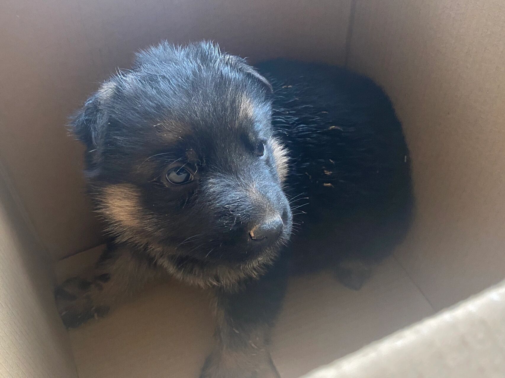 一个月的德牧怎么养 首先声明,不是我买的,我不会买刚满月的小狗.