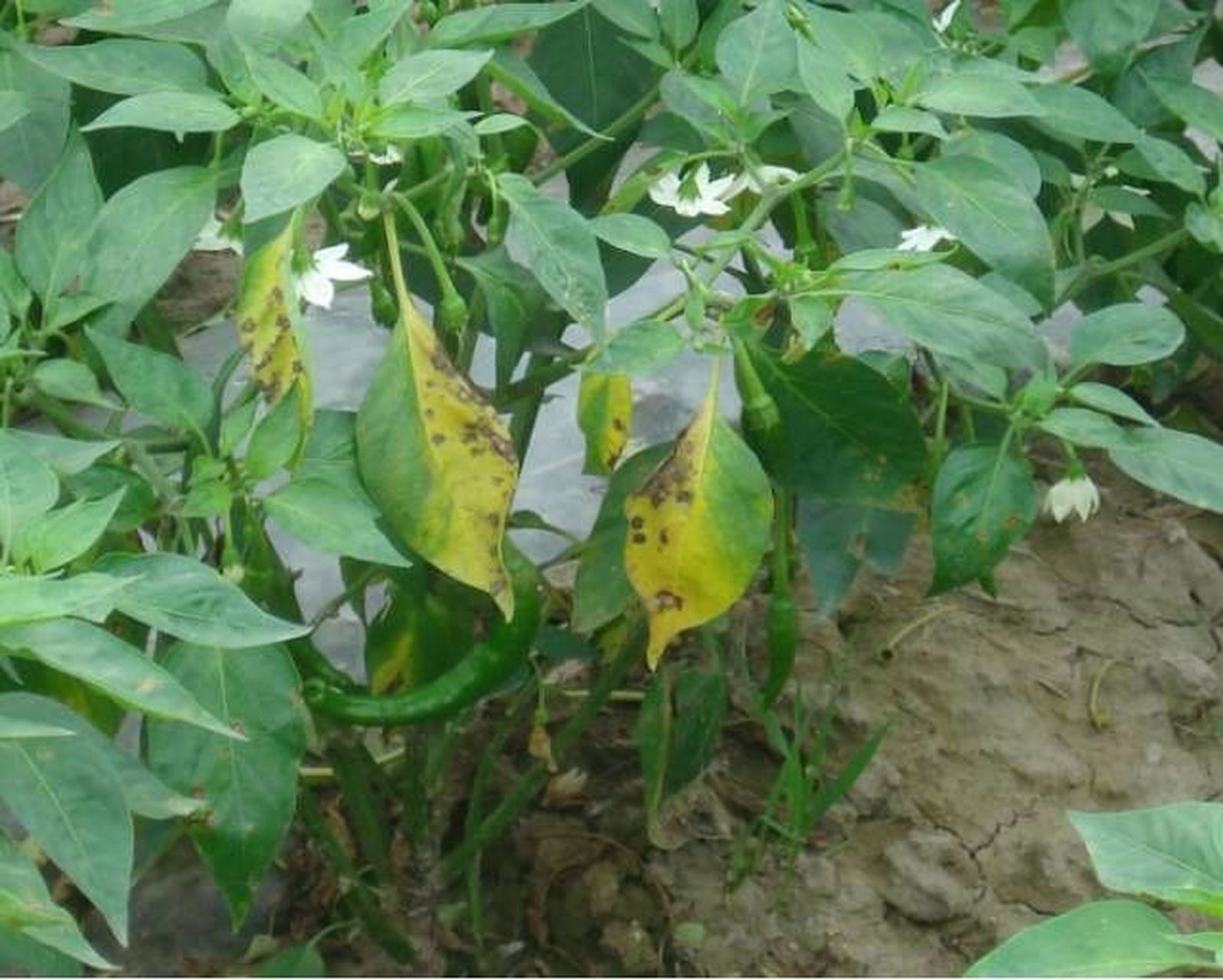 辣椒叶斑病有哪些症状,该怎么防治呢?