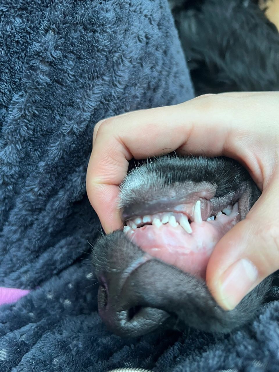 四个月的德牧前面牙齿开始换牙了 都说我家德牧偏小 也确实偏小的厉害