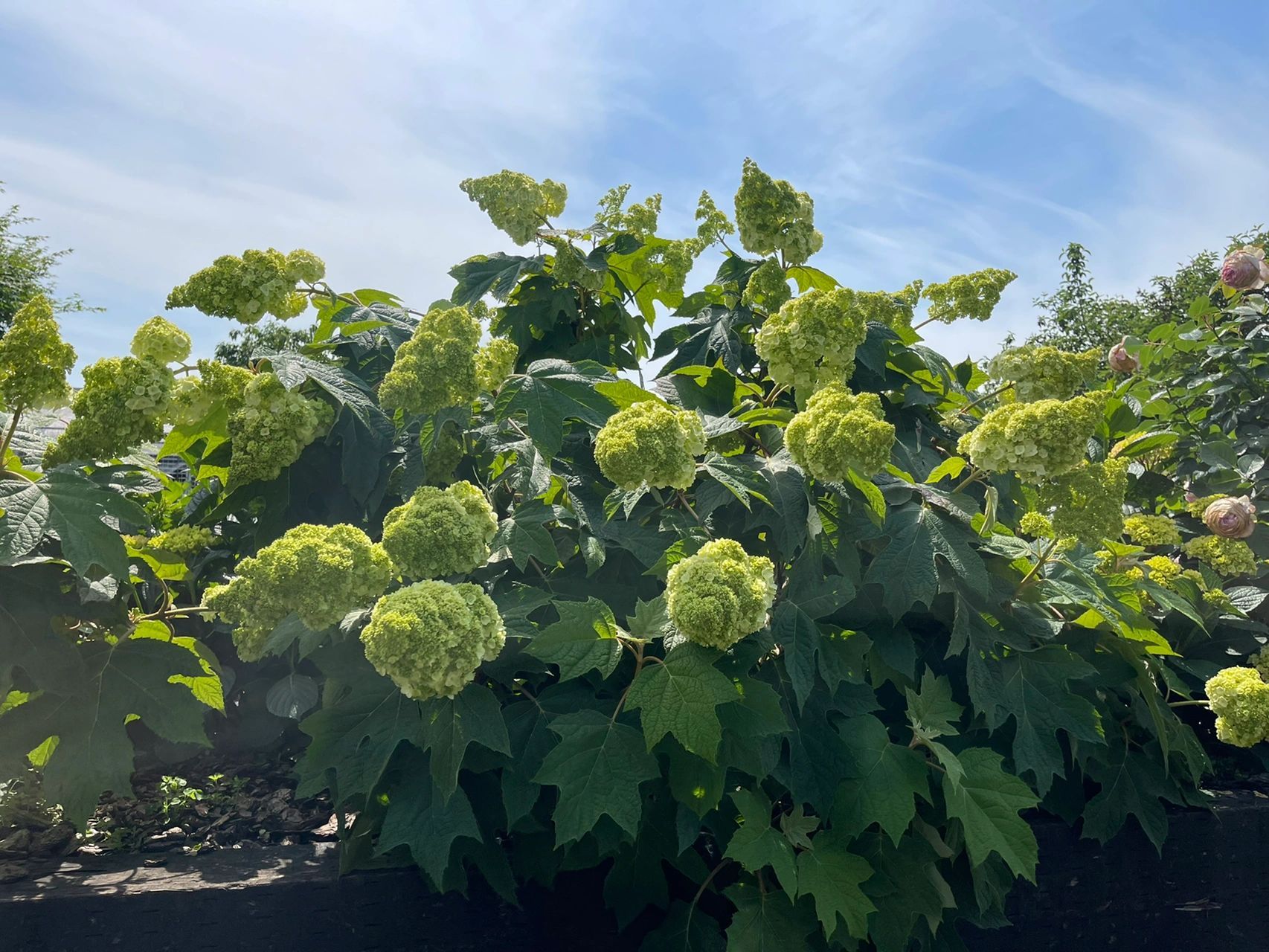 栎叶绣球."和声" 马上就到了绣球的季节了,栎叶绣球争相开放