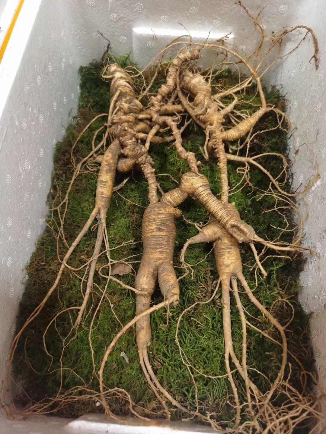 小雪到,一支百年参王拉开"创鼎人参节"的序幕,一年