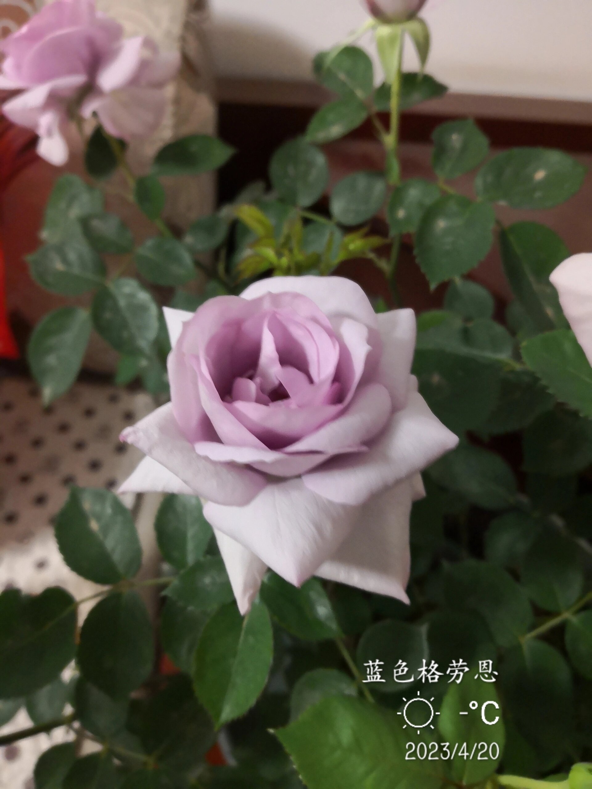 蓝紫色月季～～蓝色格劳恩种植体验怎么样 大地之蓝grawn blue它也叫