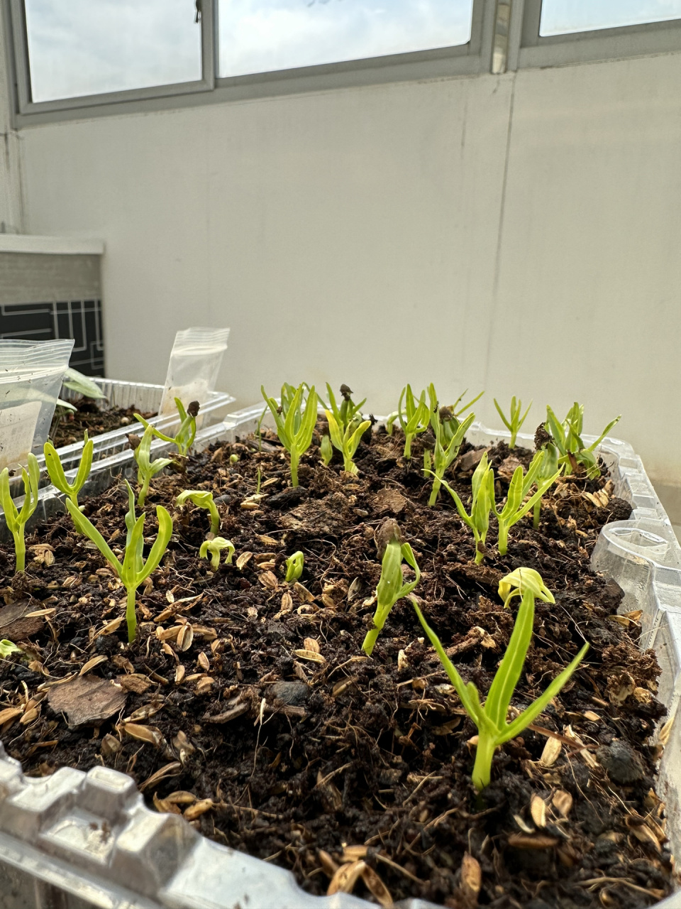 江苏的菜友们,空心菜可以种起来了3天就发芽