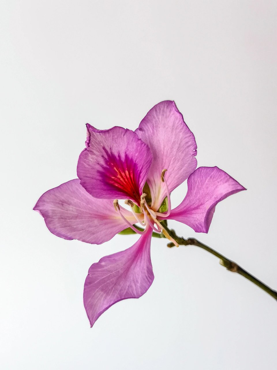 绘画素材:宫粉洋紫荆花 绘画素材