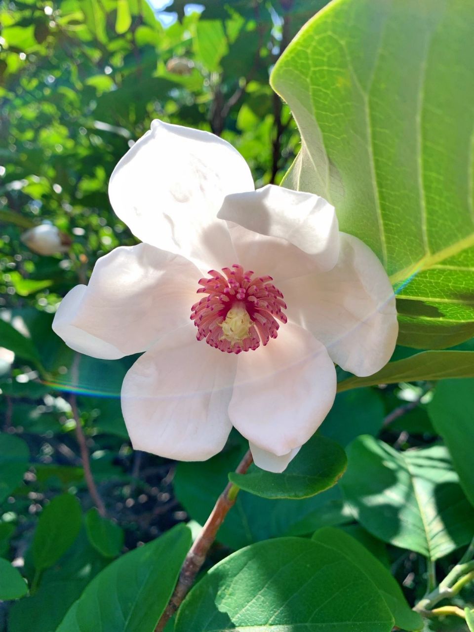 秦皇岛祖山|天女木兰花 海拔千米以上才会开的天女木兰花 天女木兰花