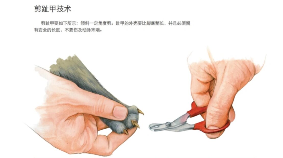 唯它科普7815如何正确剪指甲