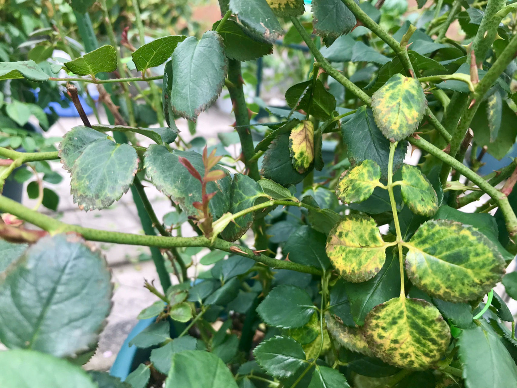 月季药害如何处理 近期为了杀红蜘蛛,真是煞费苦心,所谓常在河边走哪