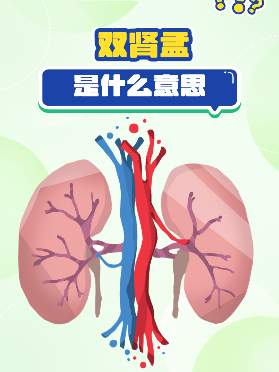 双肾盂是什么意思?