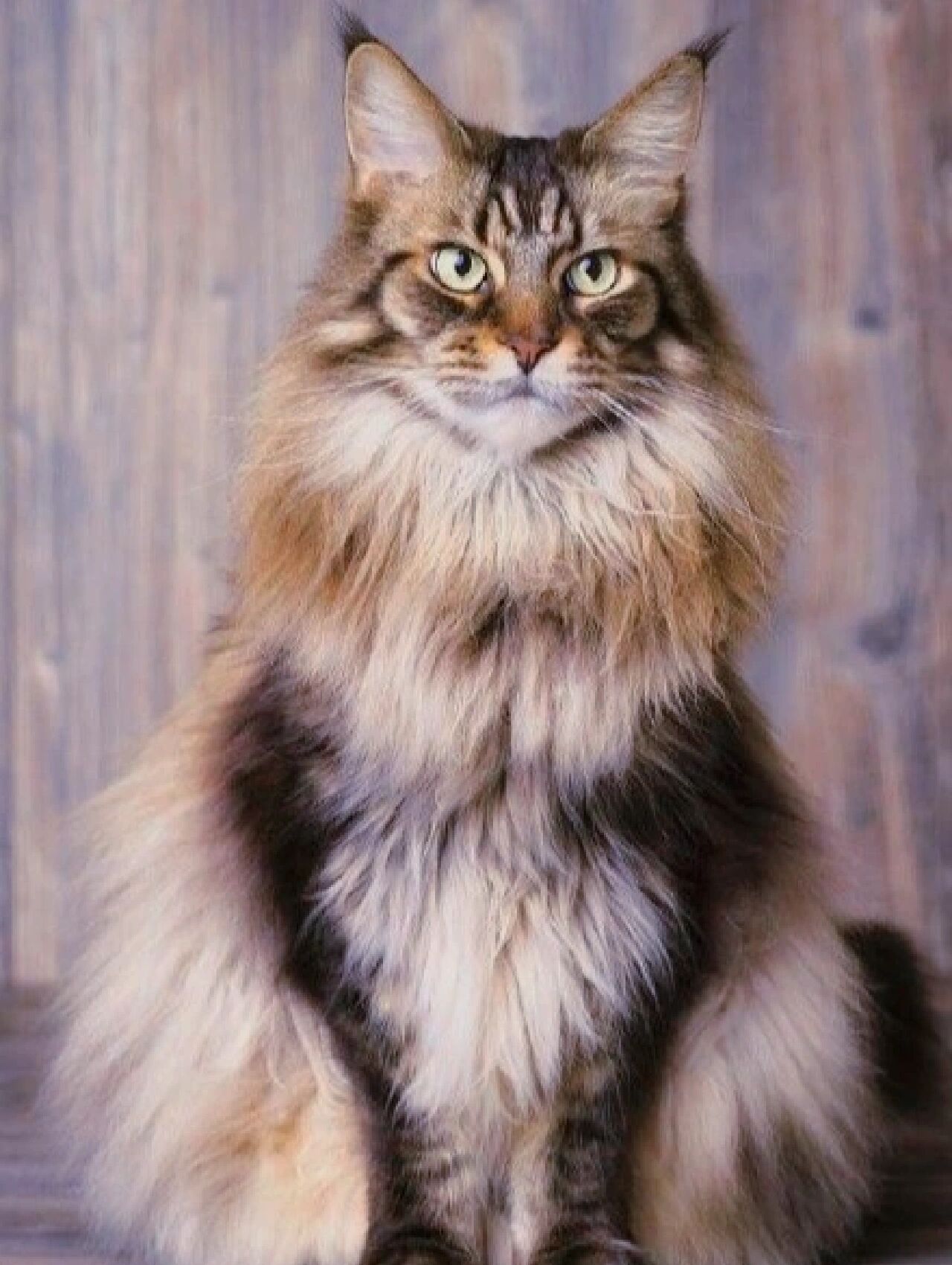 威武霸气的缅因猫,你了解多少?