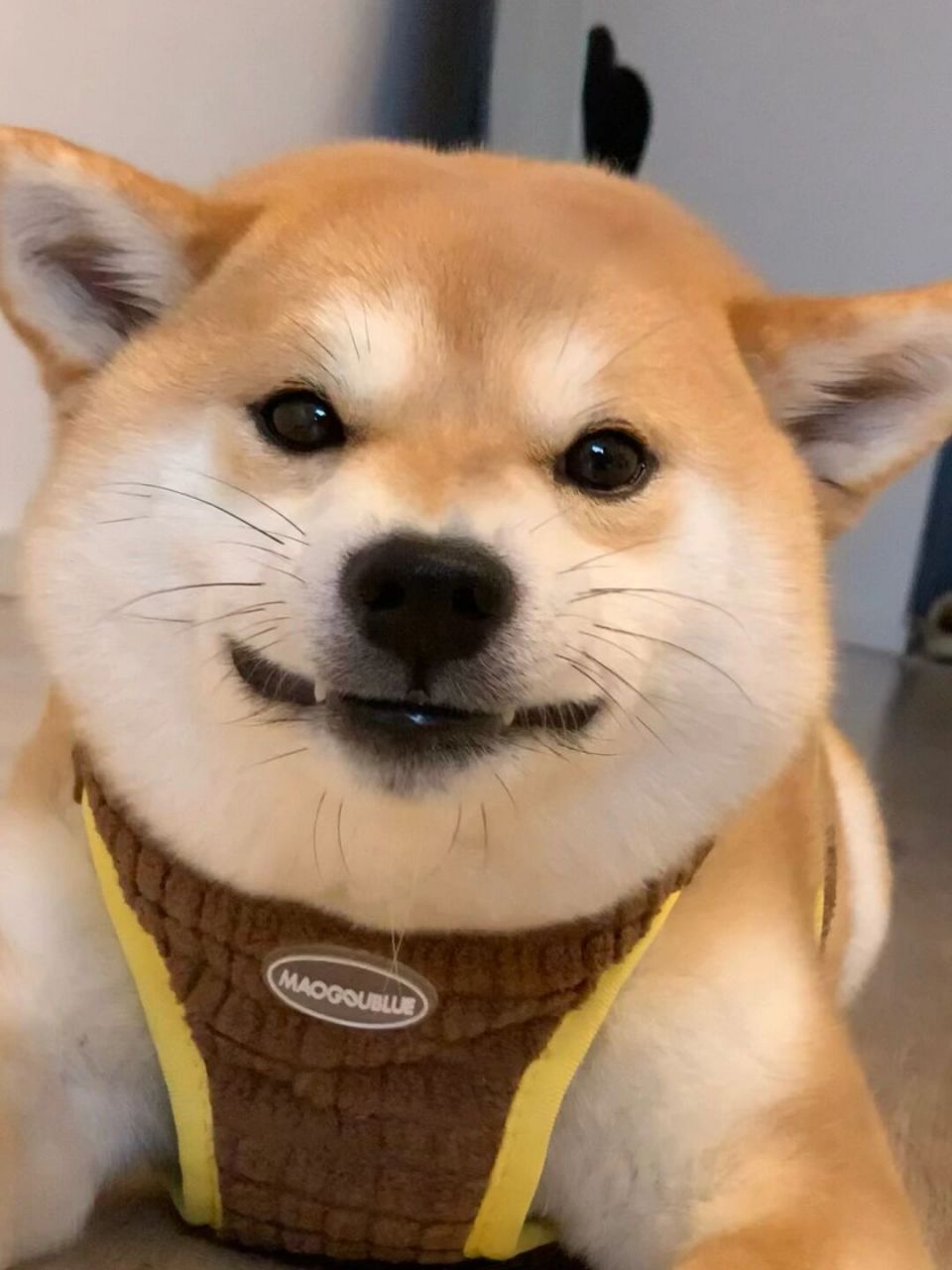 不用客气 加了巧克力95酱的小面包 看着就美味[舔屏] #柴犬# #我家