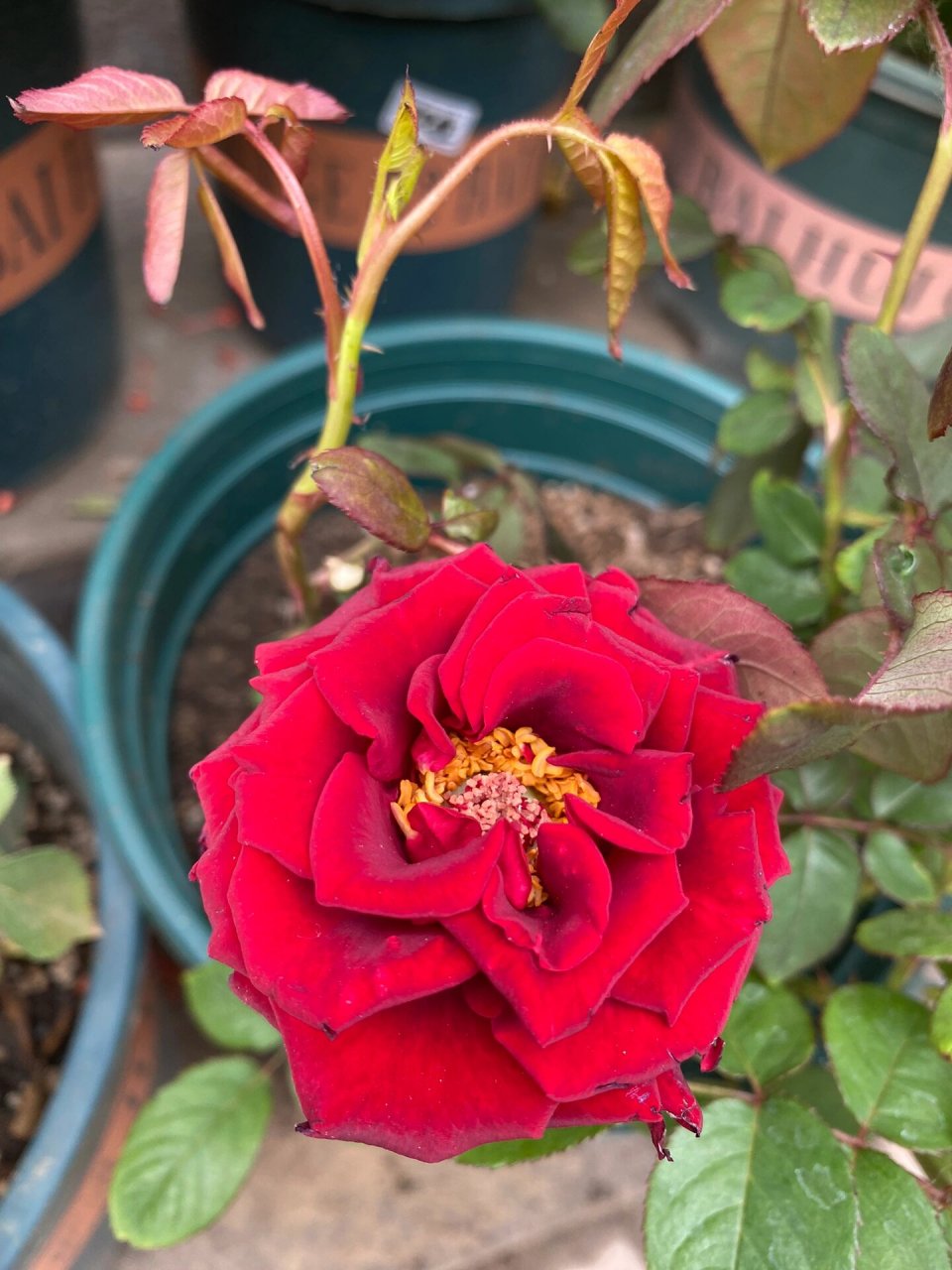 黑魔术月季 #我的养花日常# #月季# #黑魔术