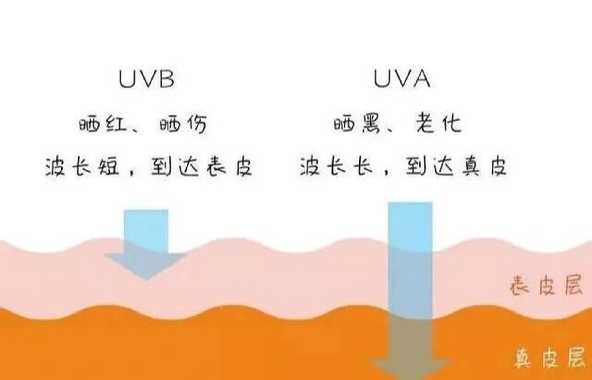紫外线对皮肤的影响紫外线分为长波,中波,短波长波(uva):能穿透玻璃