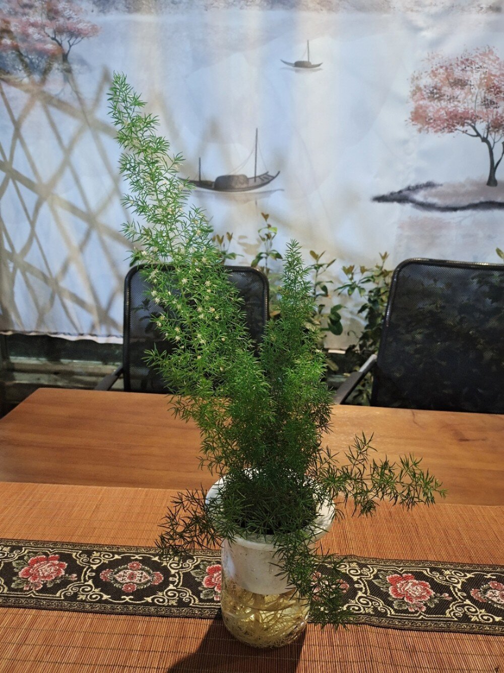 水培狐尾天门冬 狐尾天门冬,别名狐尾武竹,美伯氏密花天门冬,为百合科