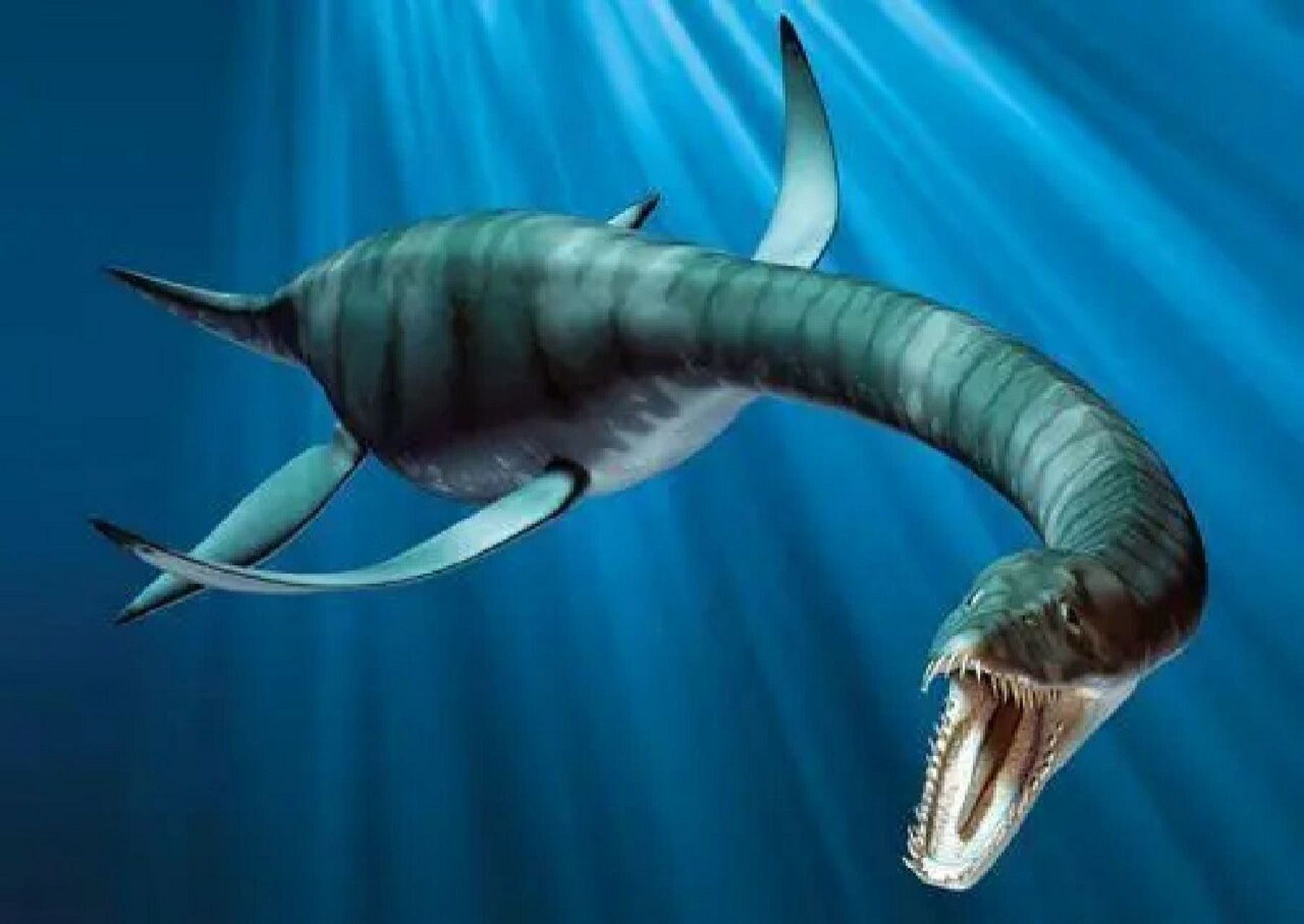 蛇颈龙简介 蛇颈龙是已灭绝的蛇颈龙属海生爬行类的统称,属双孔亚纲鳍