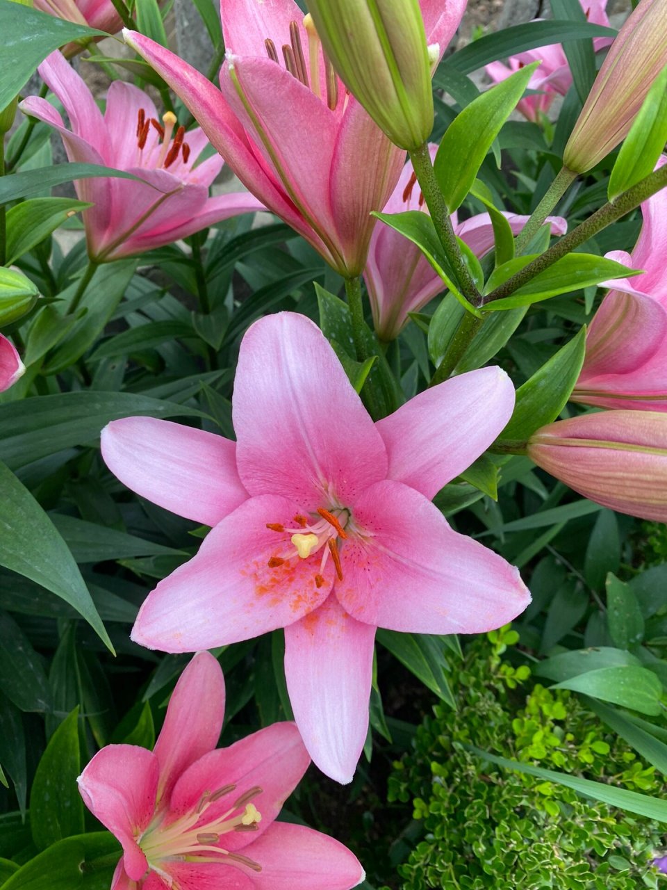 布林迪西百合 最早开始养的一个品种,很优秀.