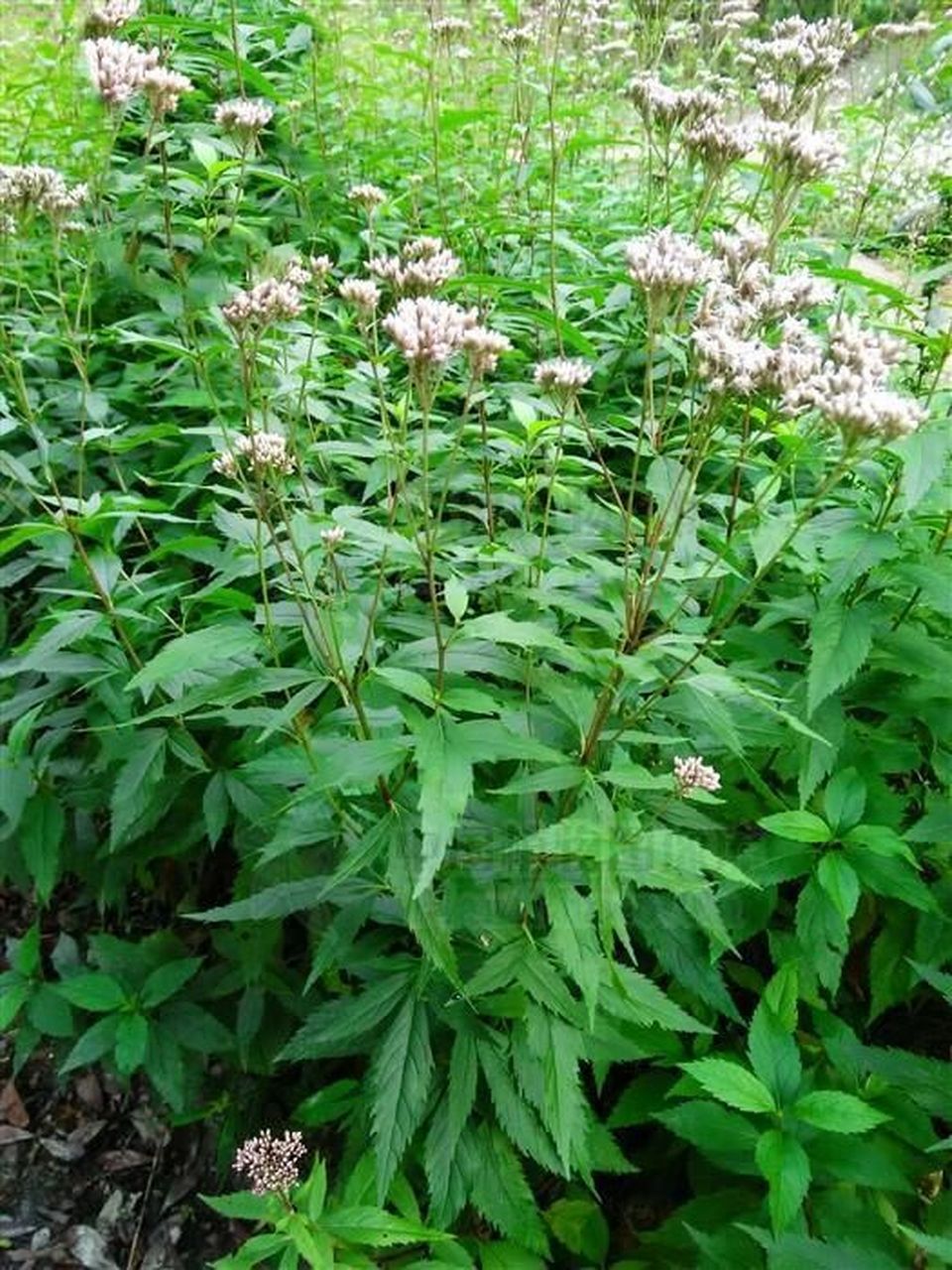 佩兰,花叶佩兰 别名鸡骨香,菊科 夏季至秋季开花,著名秋日七草之一