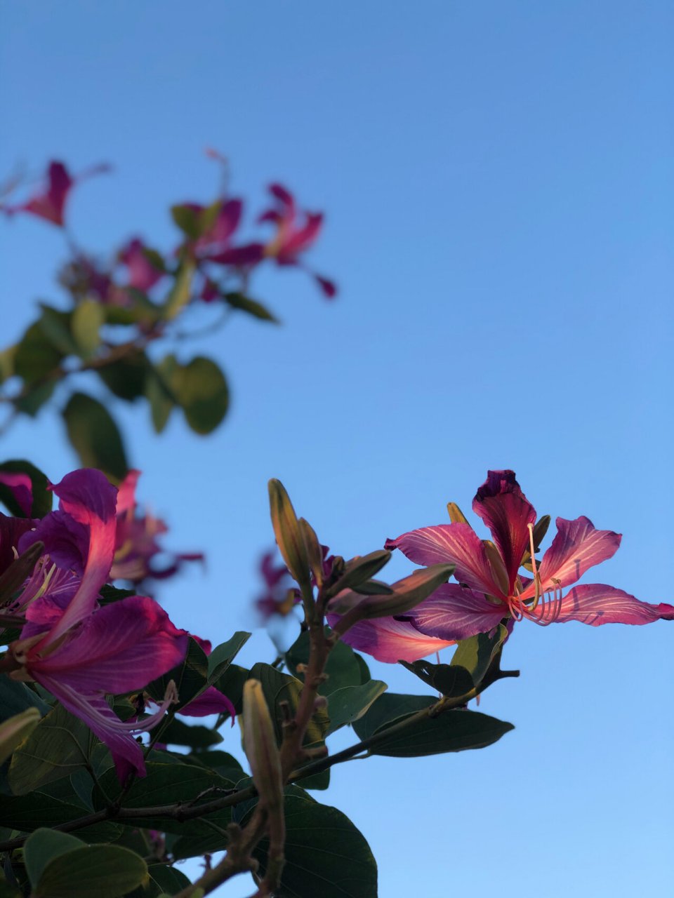 湛江的市花——紫荆花 紫荆花的花语是亲情,寓意兄弟和睦,象征着亲人