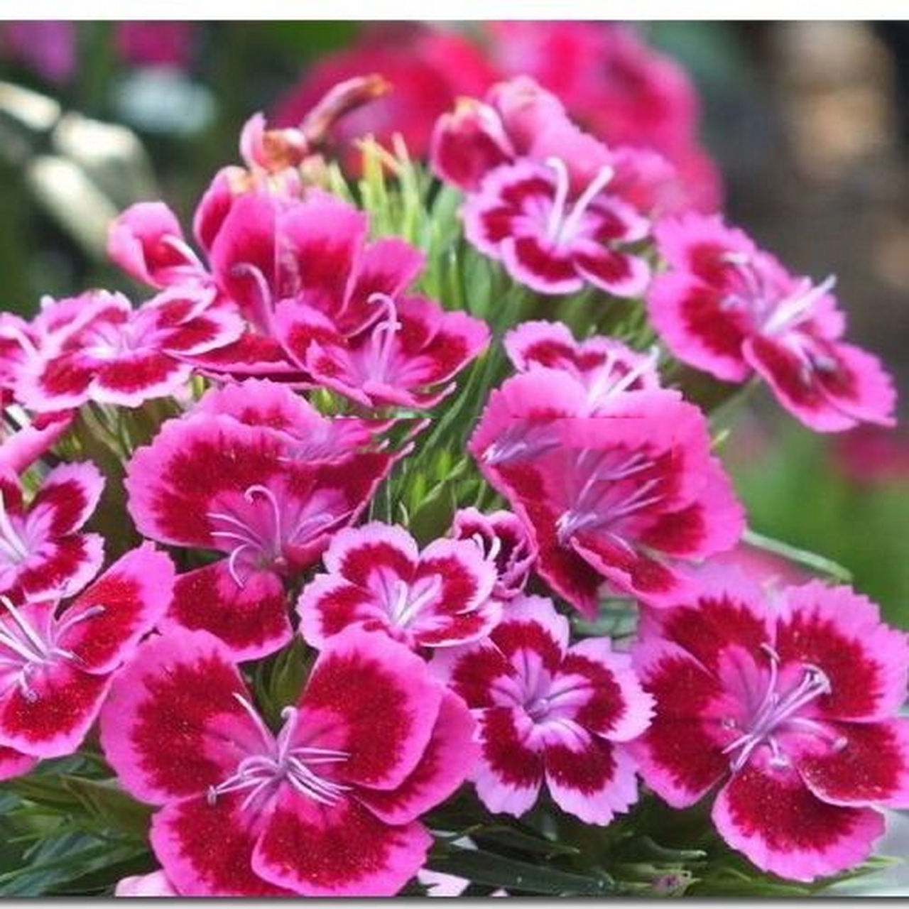 五彩石竹耐寒易种四季开花多年生盆栽花卉