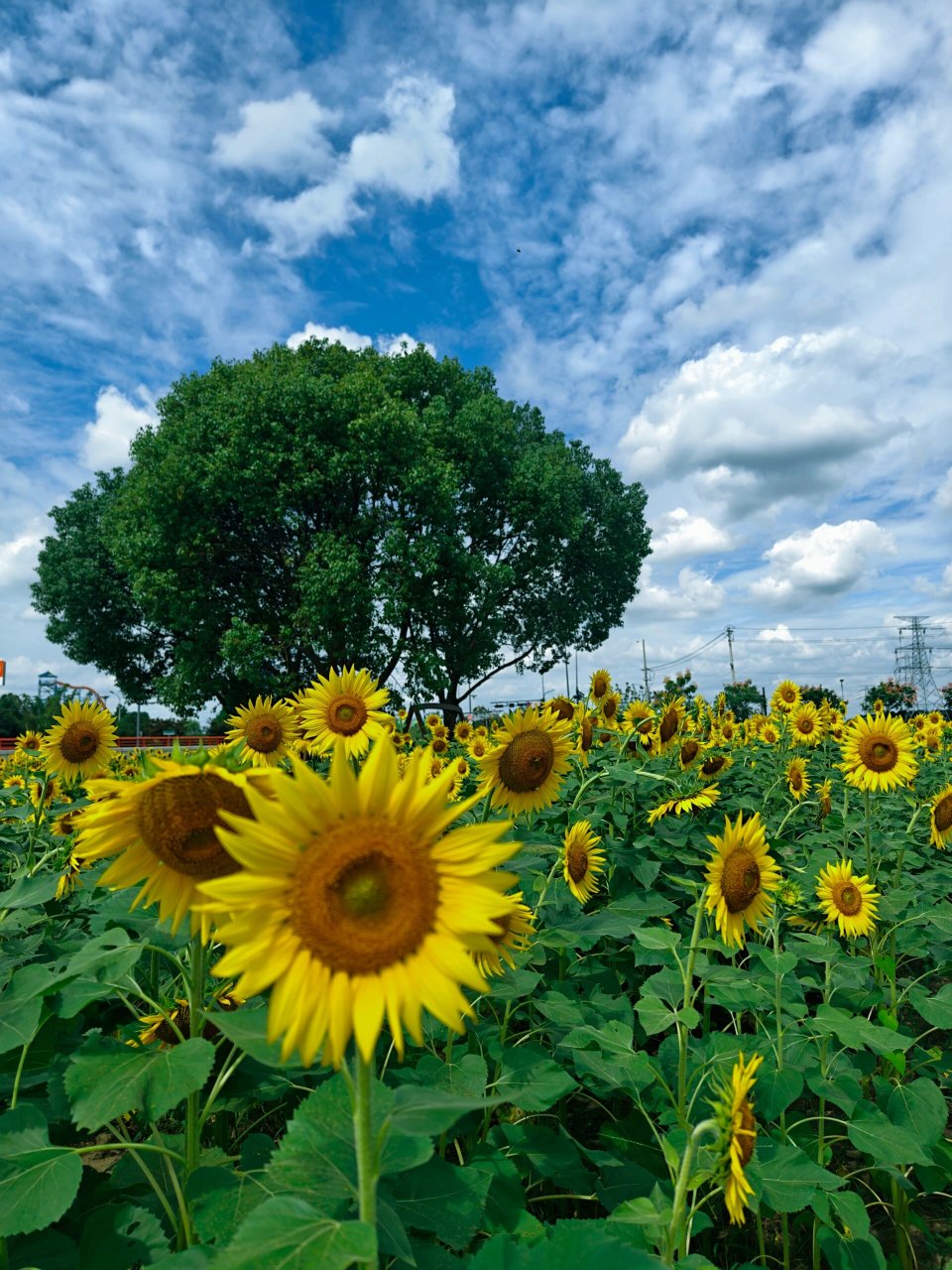 昆山巴城,向日葵花海. 理想中的向日葵花海,就该是这样的呢.