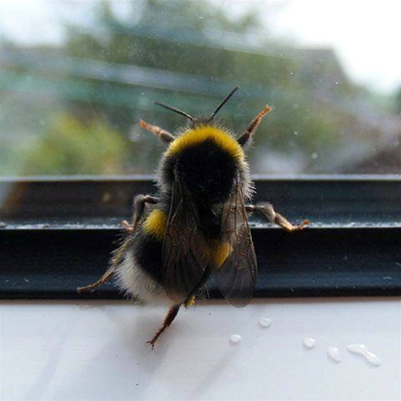 是膜翅目,蜜蜂总科,熊蜂属,是一类多食性的社会性昆虫,是多种植物