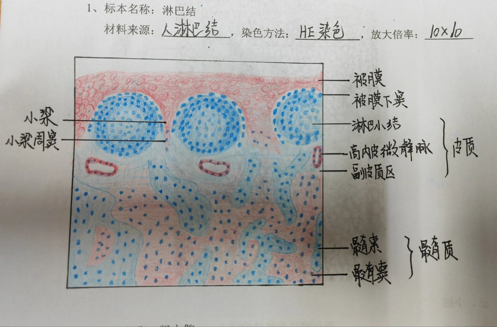 组胚实验——淋巴结