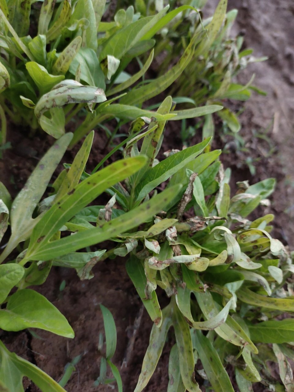 空心菜虫子图片大全图片