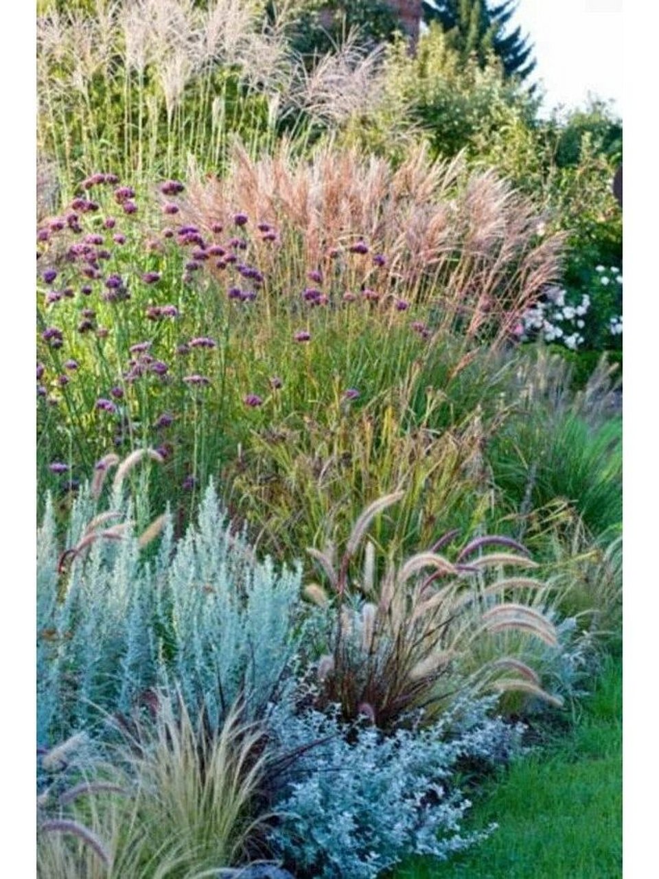 识草|矢羽芒 9797草本植物-多年生草本花卉,02观叶类 观穗,1.