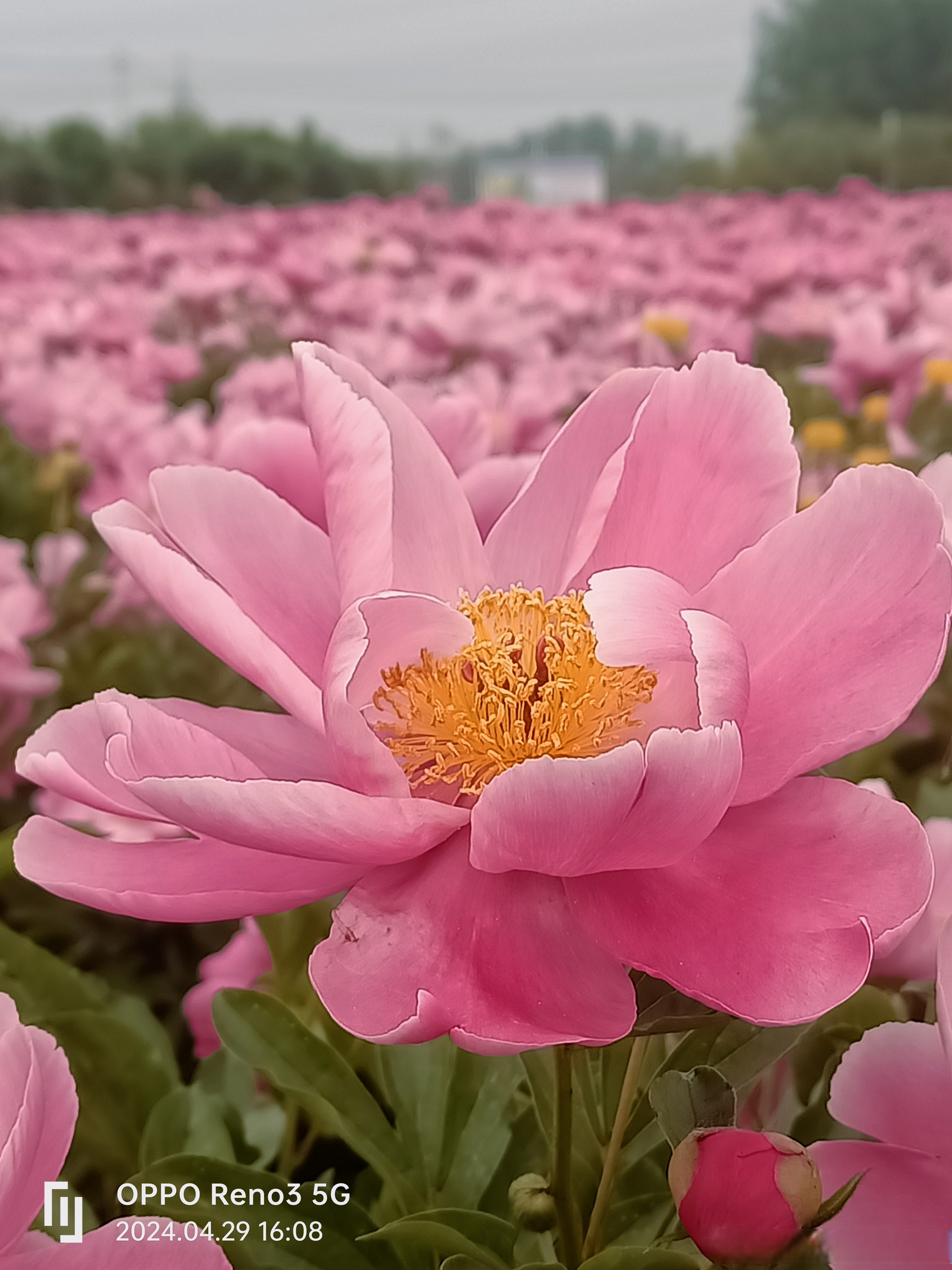 陈巷芍药花图片