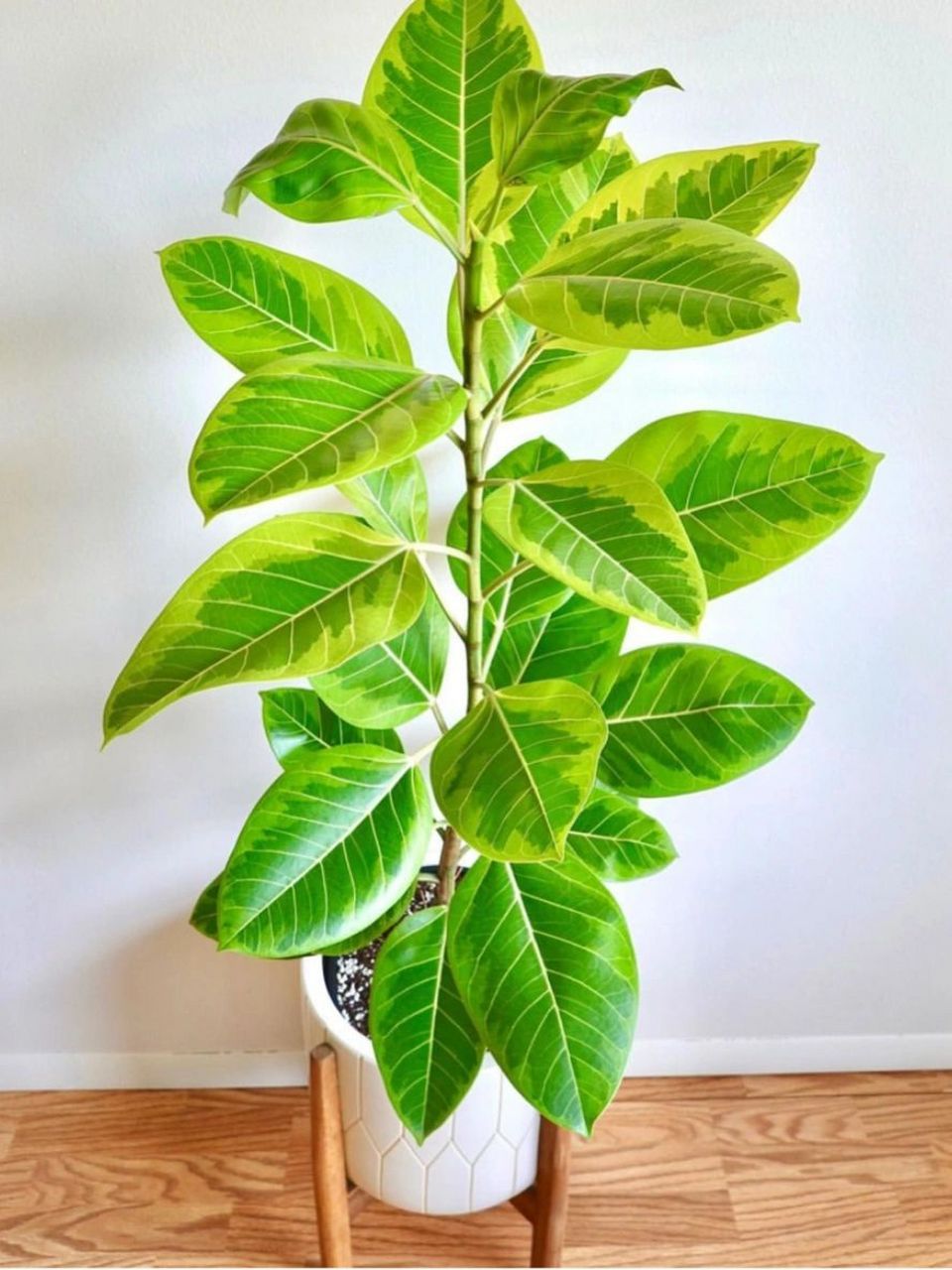 富贵榕/黄金榕养护问答 富贵榕得益于其名字的美好寓意,叶面颜色的