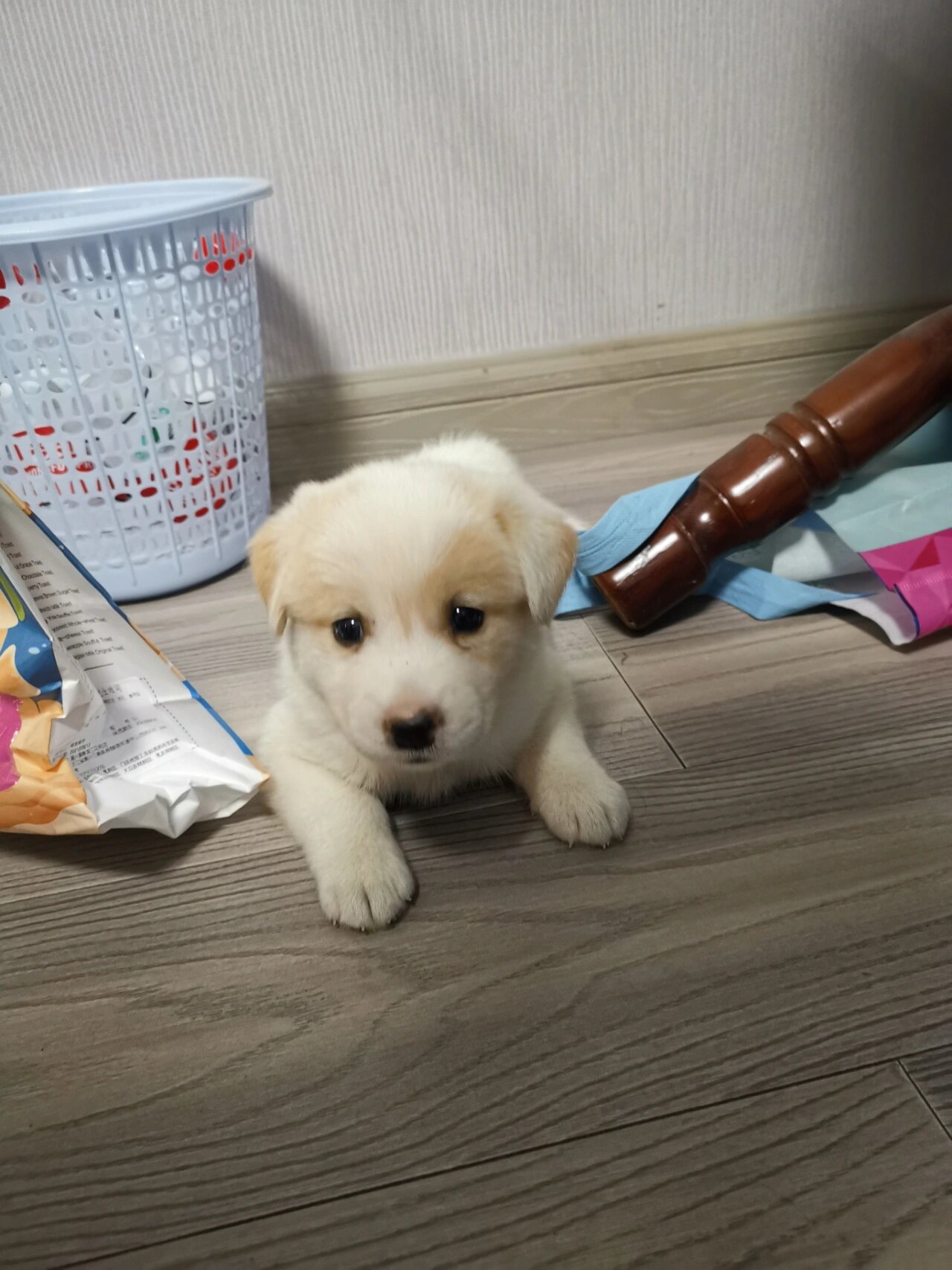 拉布拉多串串小时候的样子(1)