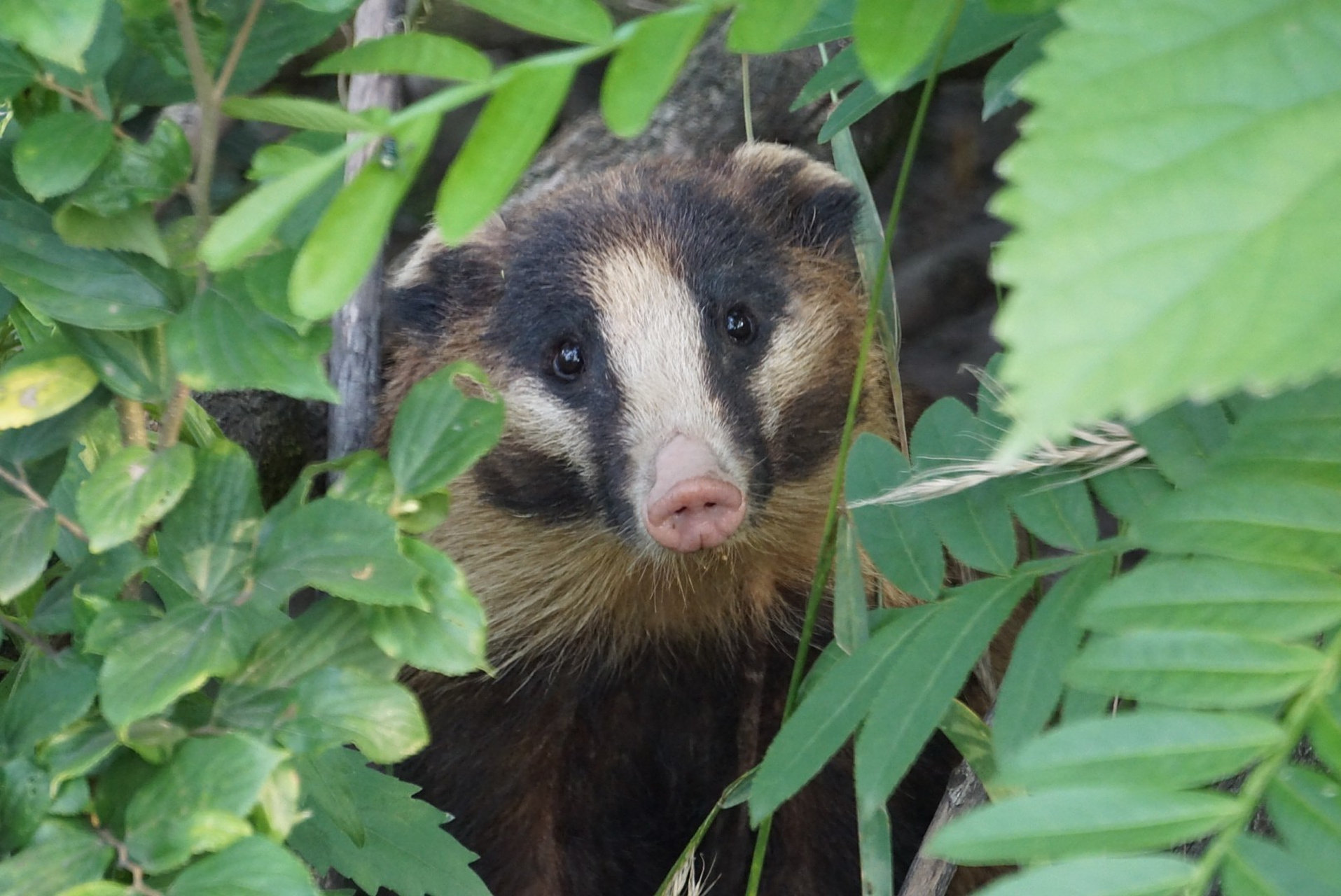 猪獾和狗獾 大家来分辨一下,哪个是猪獾,哪个是狗獾?