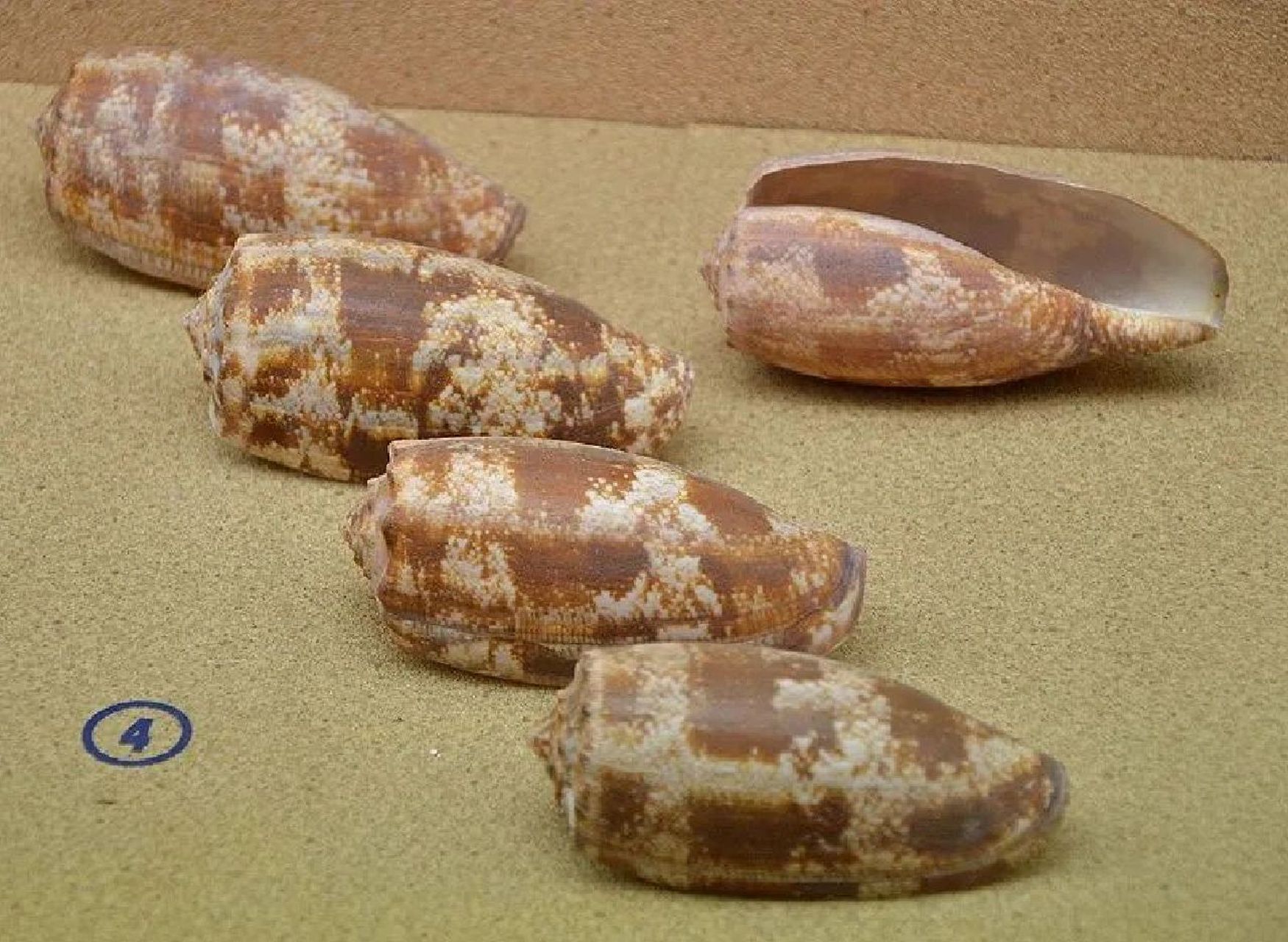 赶海常见有毒生物科普帖1(海螺类)       我知道没有好看的图,小仙女