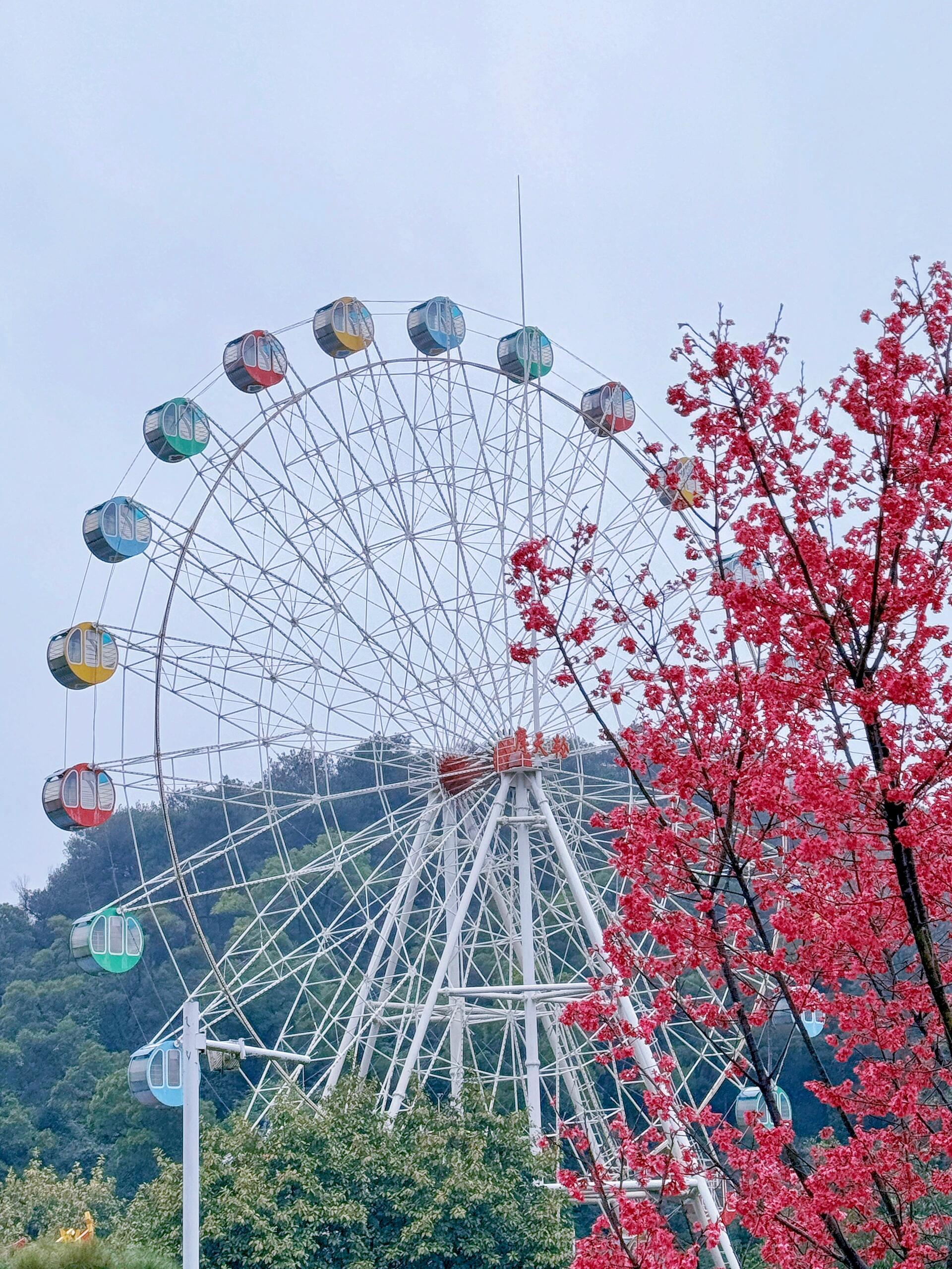 石门国家森林公园樱花图片