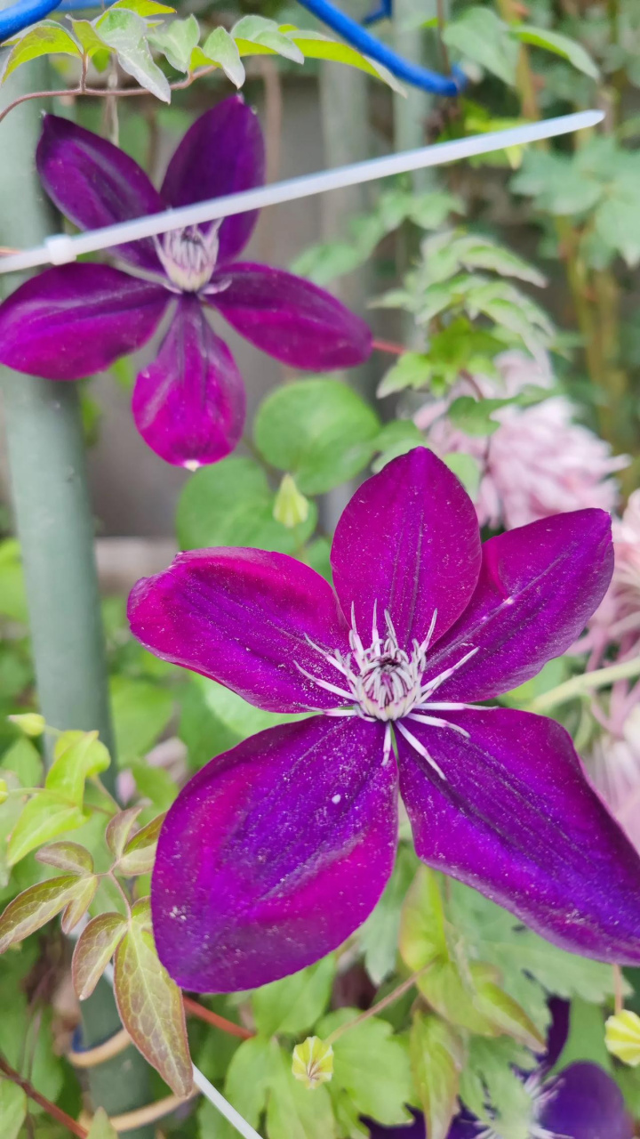 波旁王朝铁线莲开花一个多月了,依然很美好,花量超赞!
