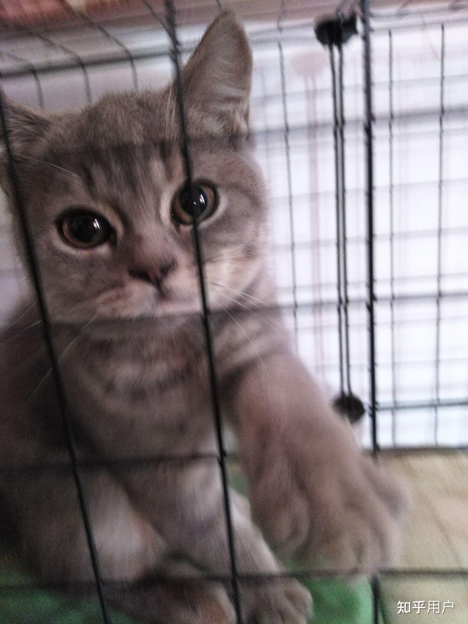 蓝猫和银渐层能配出什么样的小猫