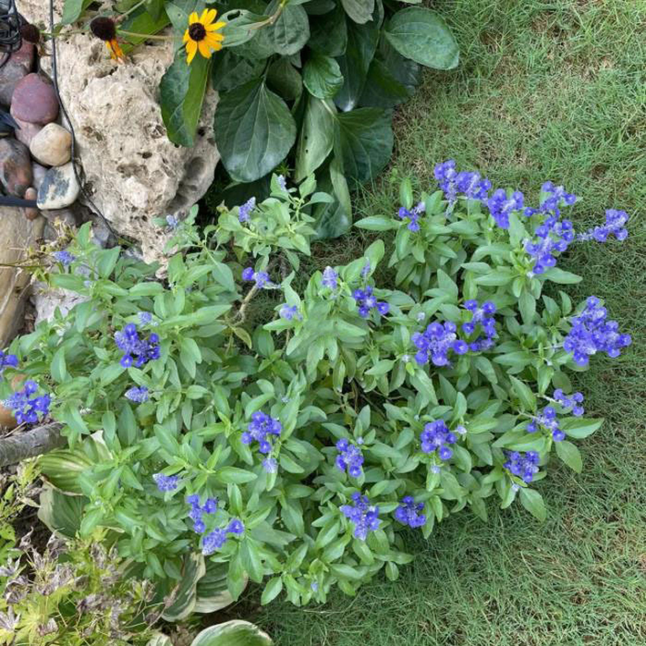 萨利芳鼠尾草夏日花园里的精灵 株高30-60cm 最常见的鼠尾草品种,植株