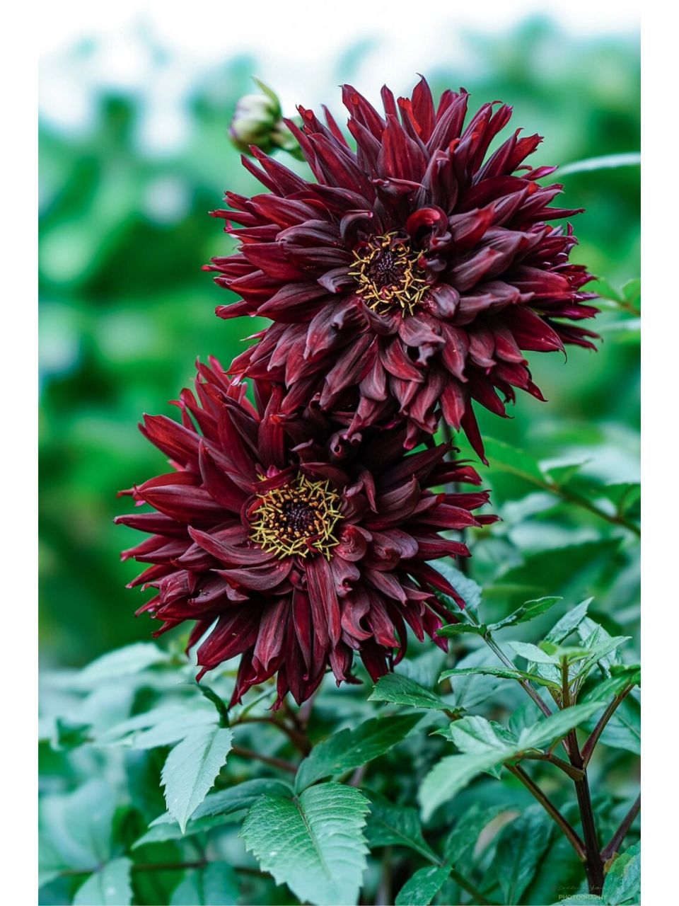 黑色大丽花 晚花的black jack,颜色深沉,株型挺拔,中等花型,适合切花