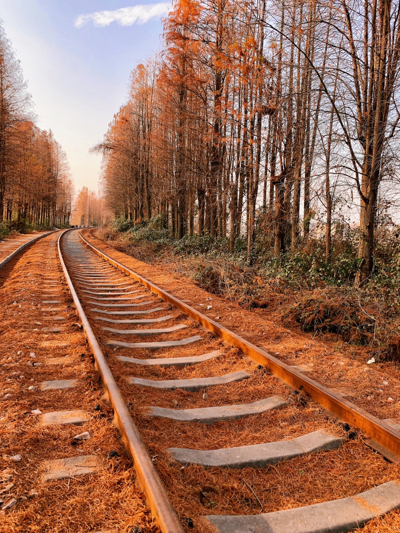 嘉兴小众打卡地92废弃铁轨红杉林巨好拍 秀洲区马家浜的一个巨好拍