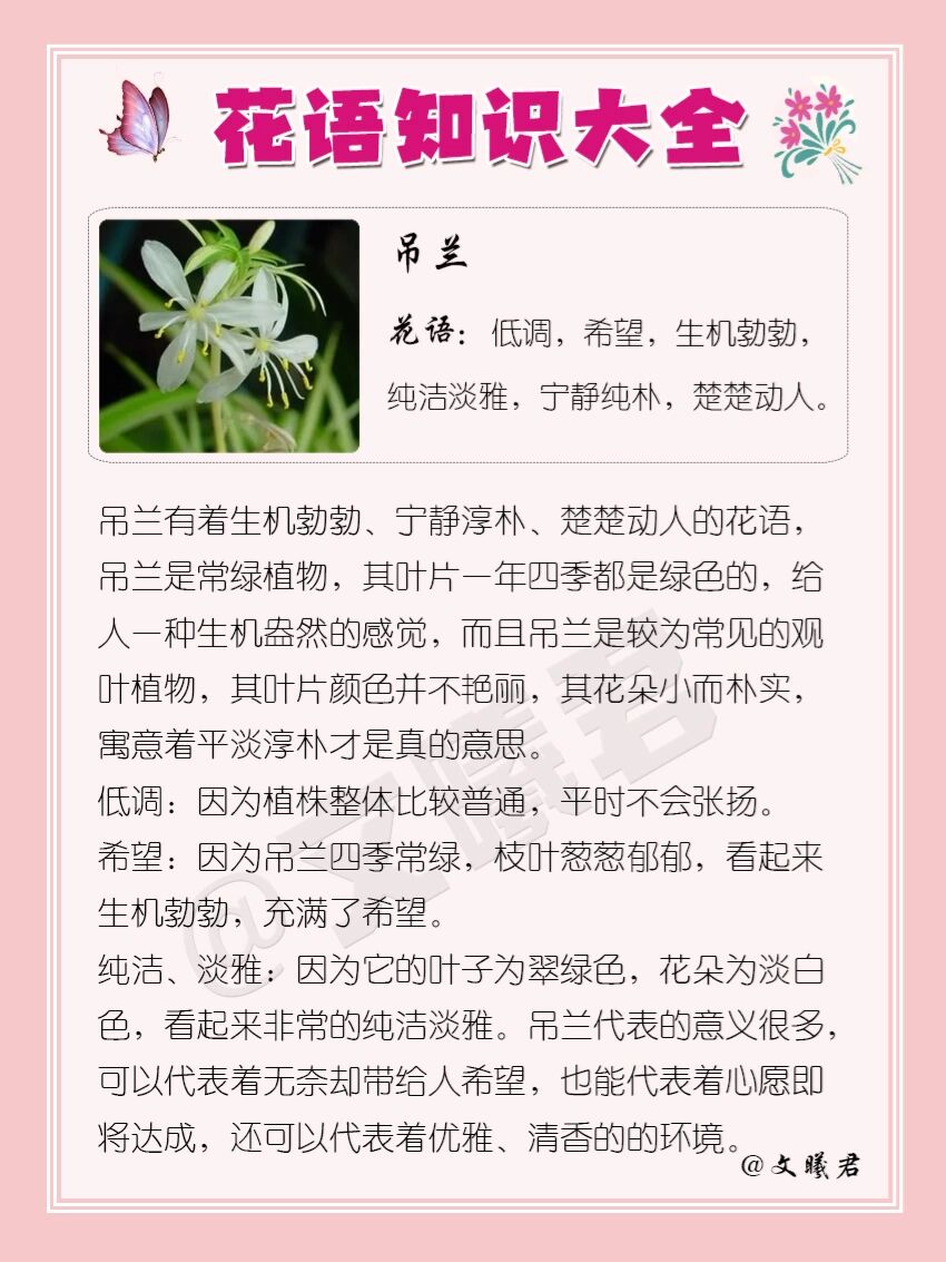 佛珠吊兰的寓意图片