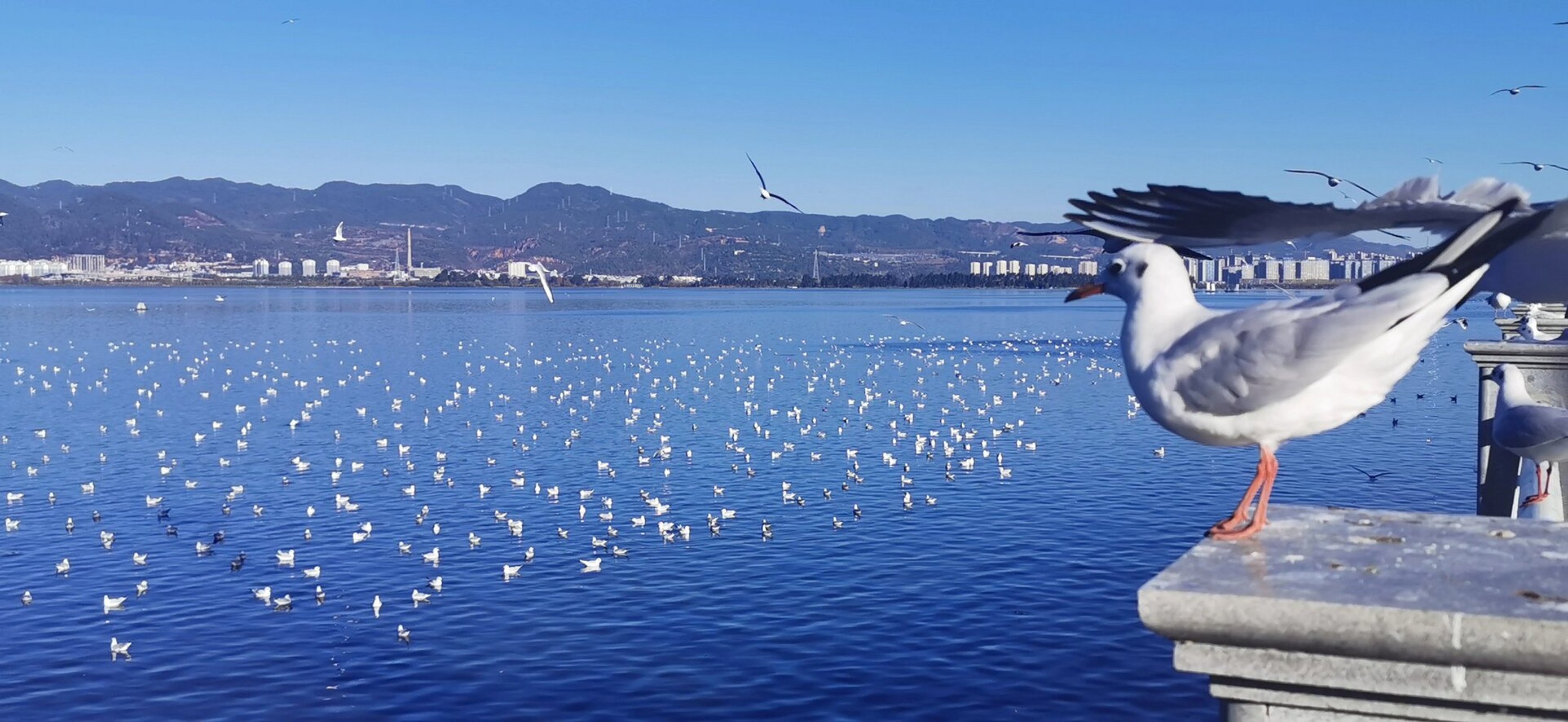 每年的11月到次年的3月,都有大量的西伯利亚红嘴海鸥来滇池过冬,小