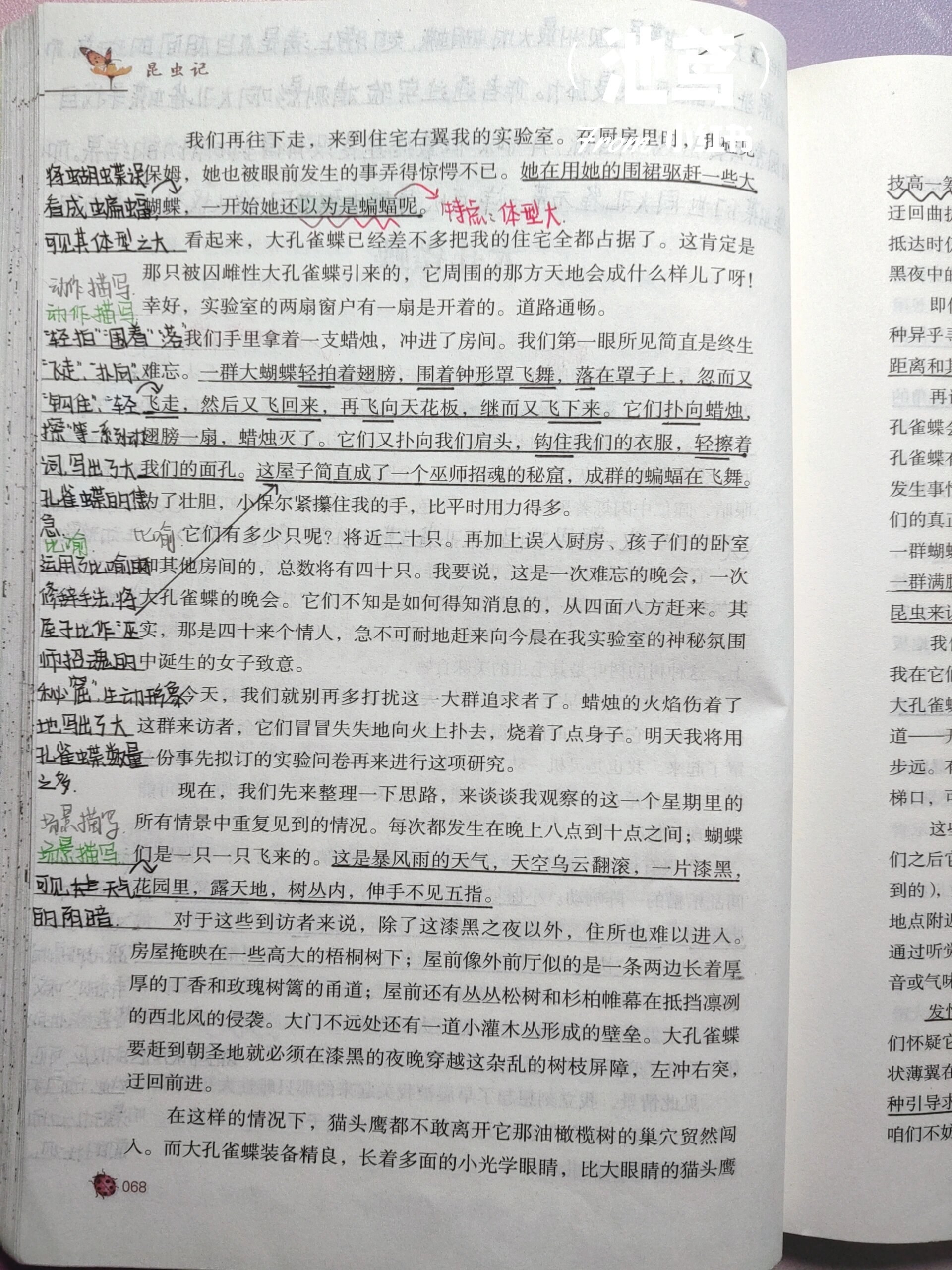 —昆虫的习性:大孔雀蝶
