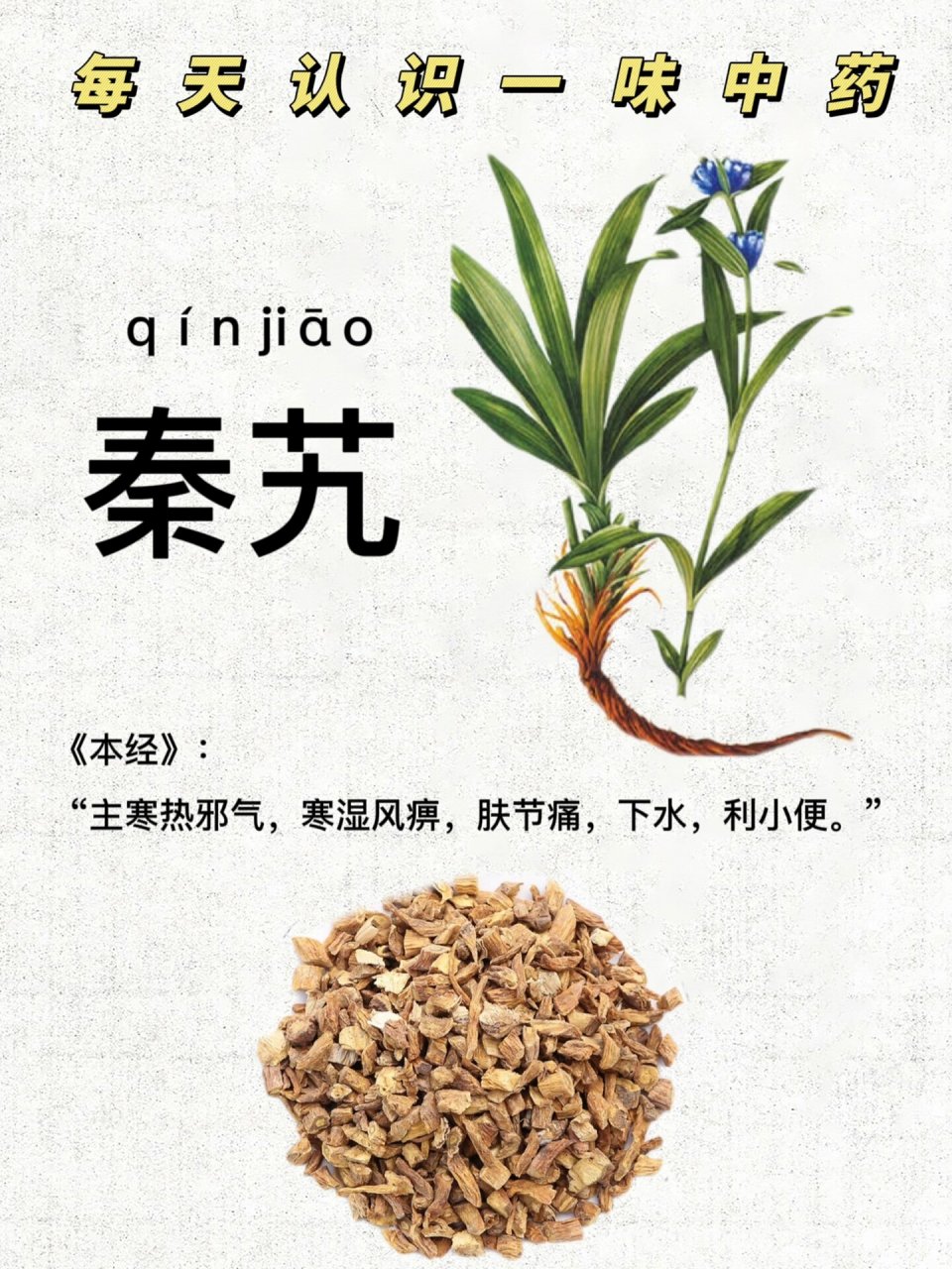 第125天:认识《秦艽》