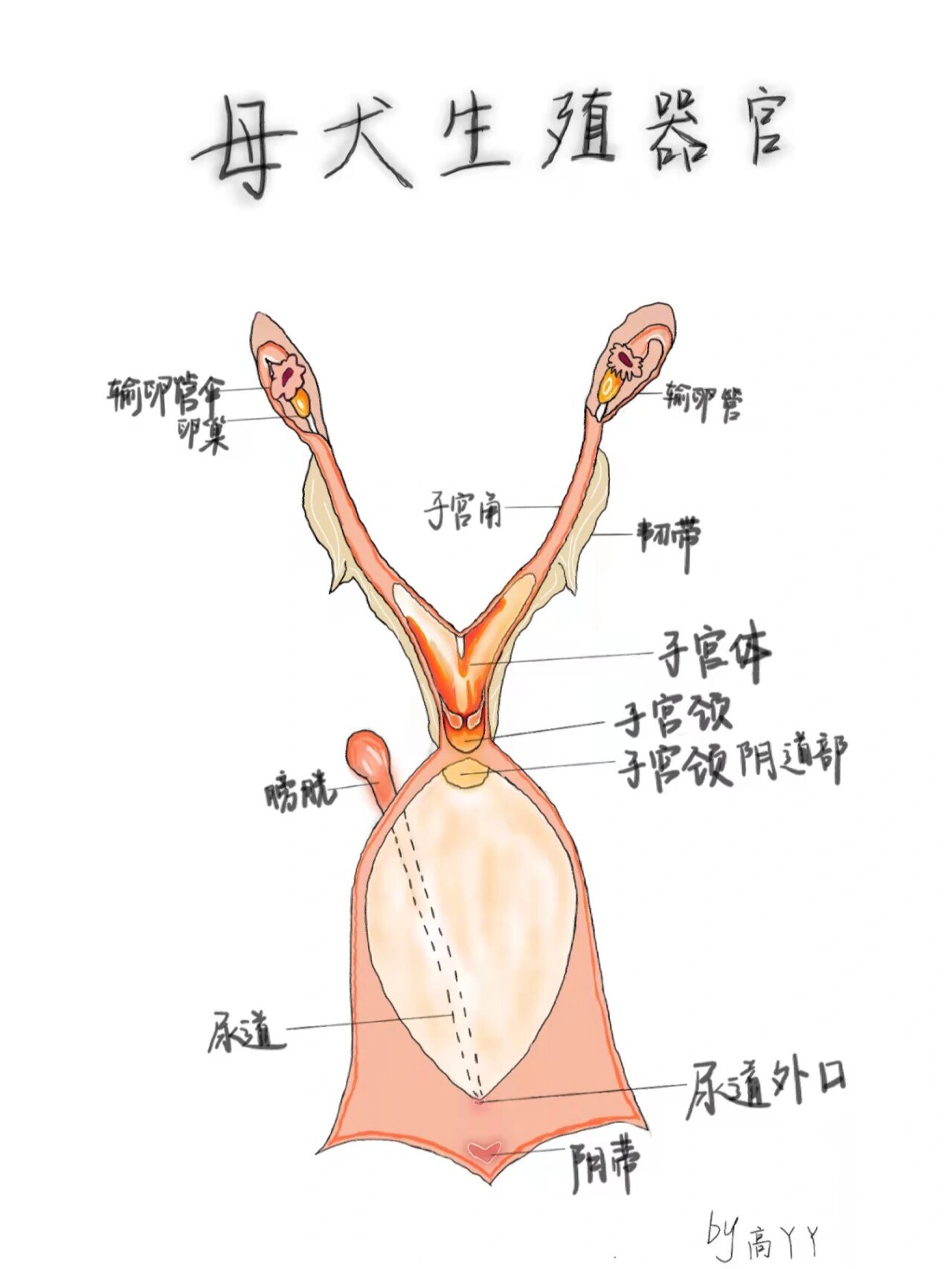 狗的生理器官结构图