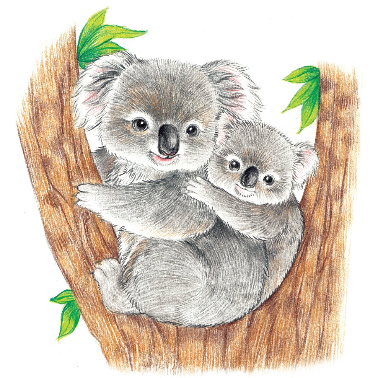 彩铅教程-呆萌小动物-考拉 树袋熊又称考拉,是澳大利亚的国宝.