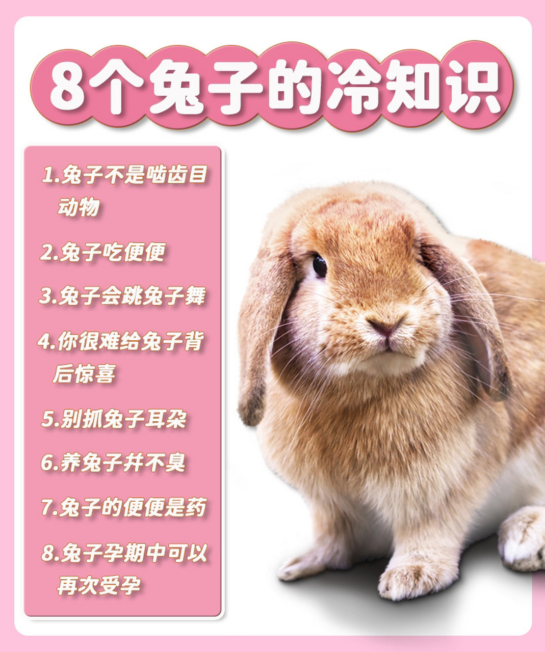 8⃣️个关于兔子的冷知识,你知道几个❔ 1⃣️兔子不是啮齿