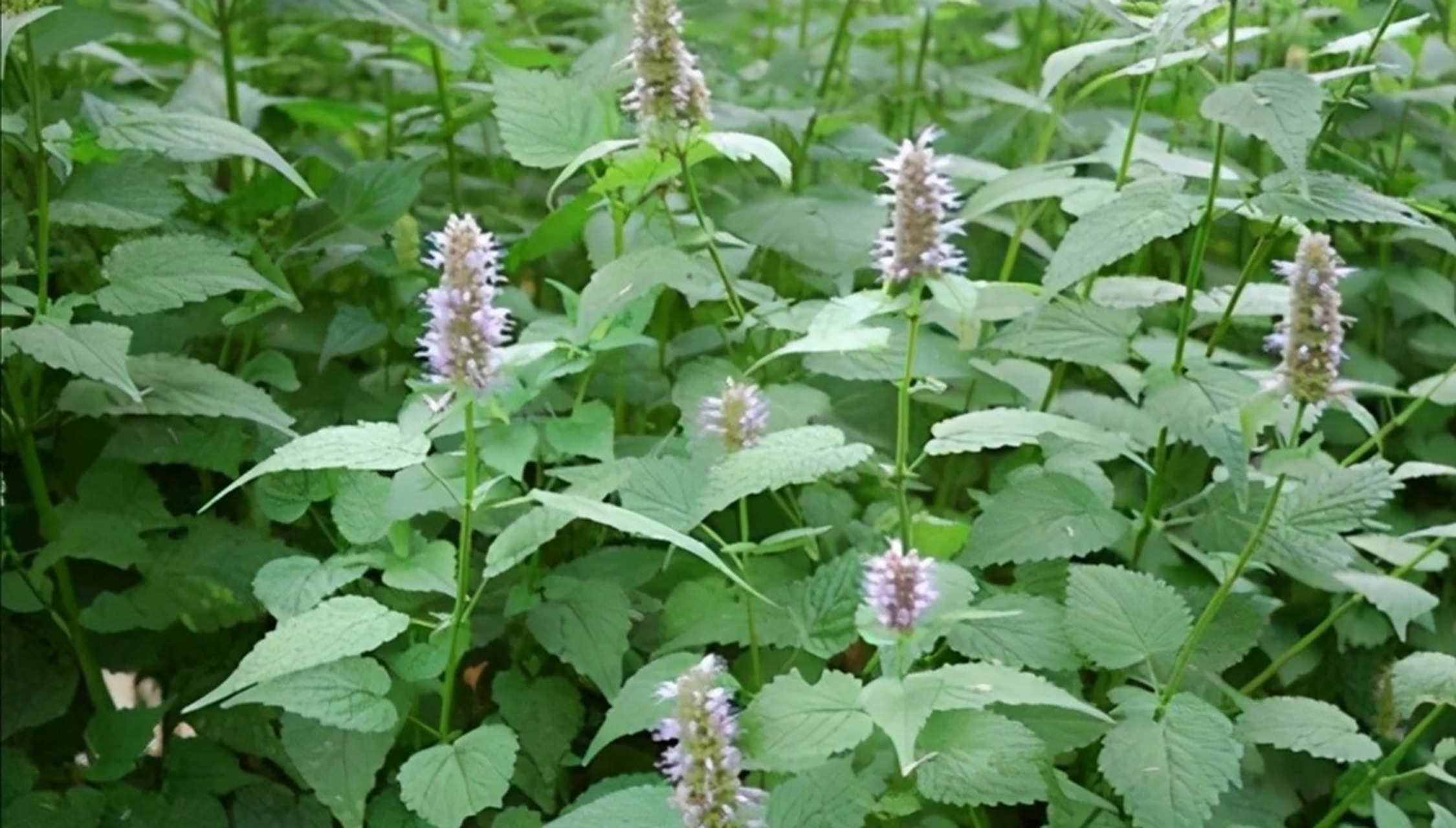 不要再傻傻分不清霍香和薄荷了 叶子万千,形态虽似,但各不相同 在花草